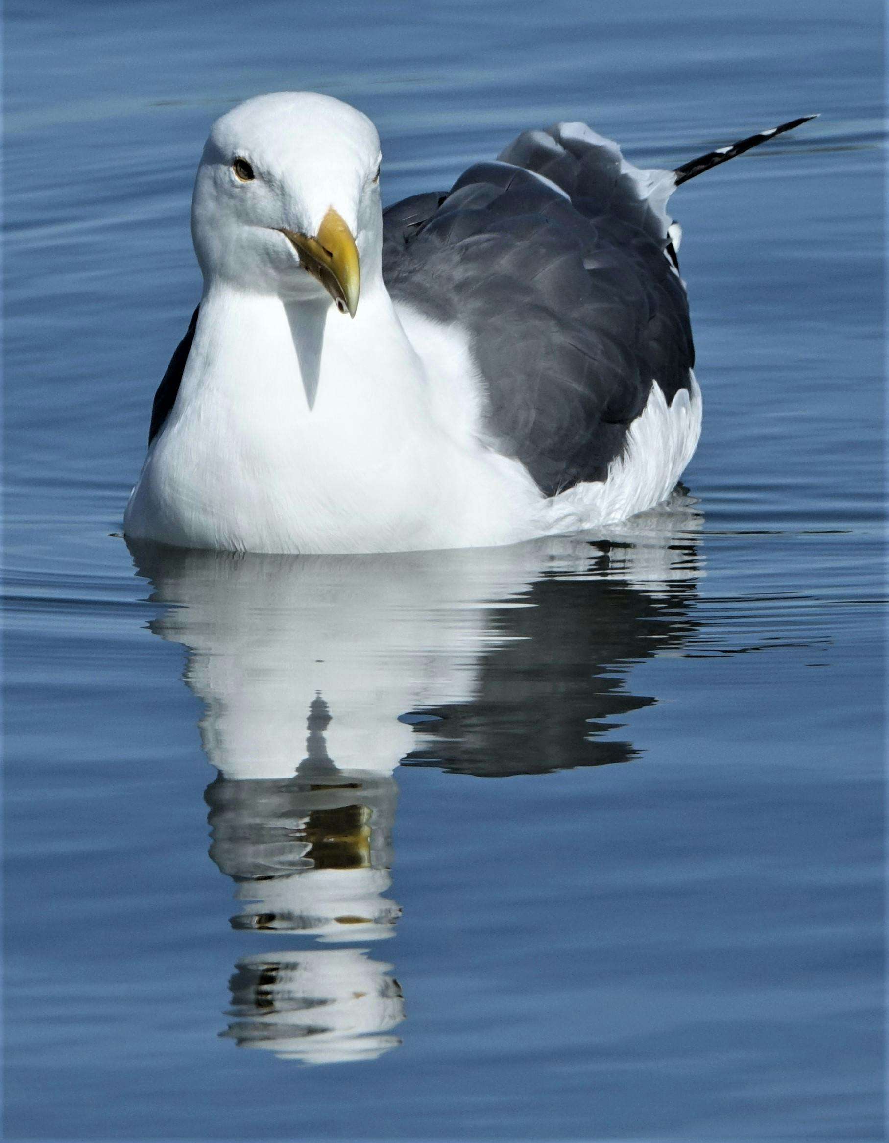 California Gull floating on calm blue water with reflection