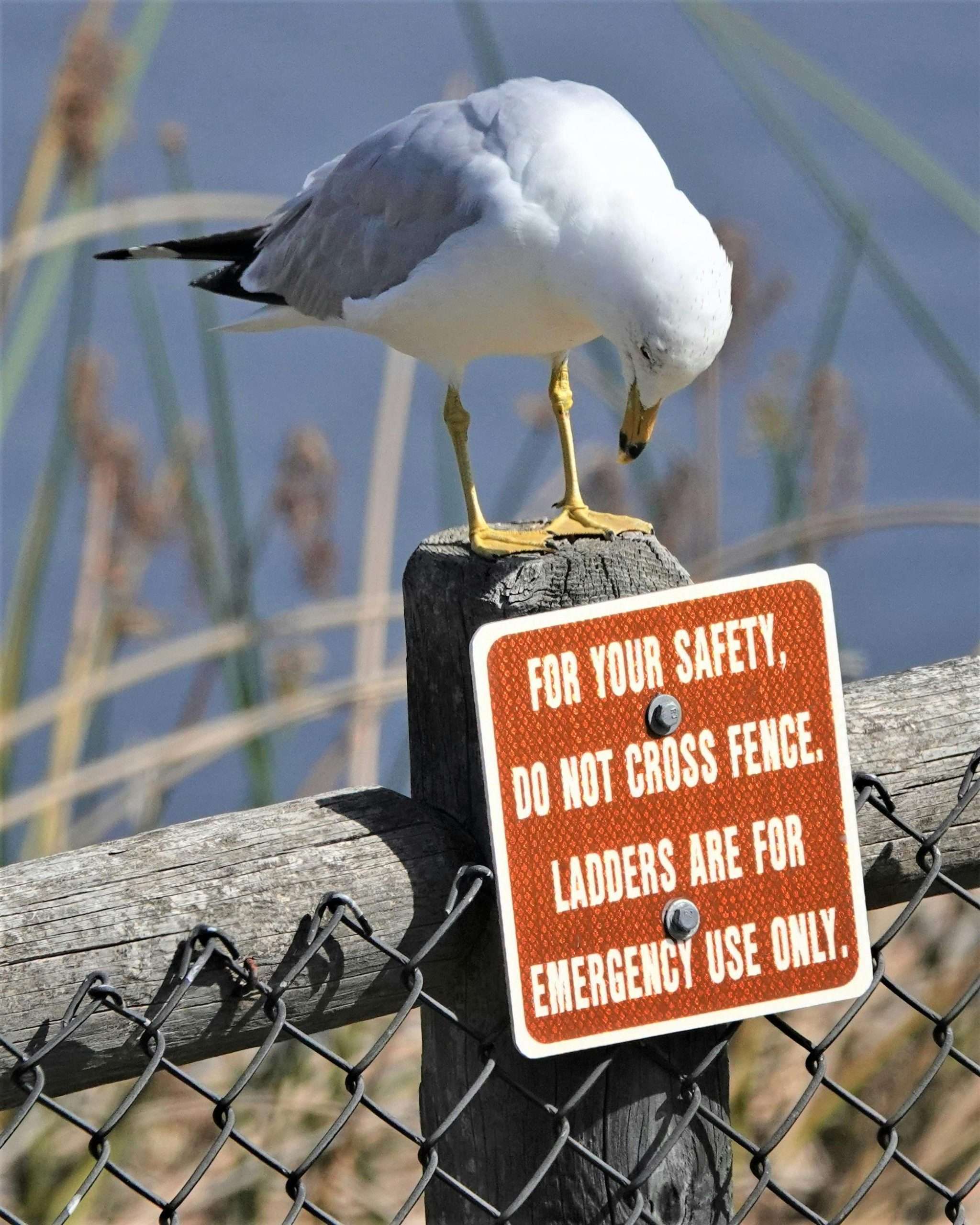 California gull perched on a fence post above a warning sign