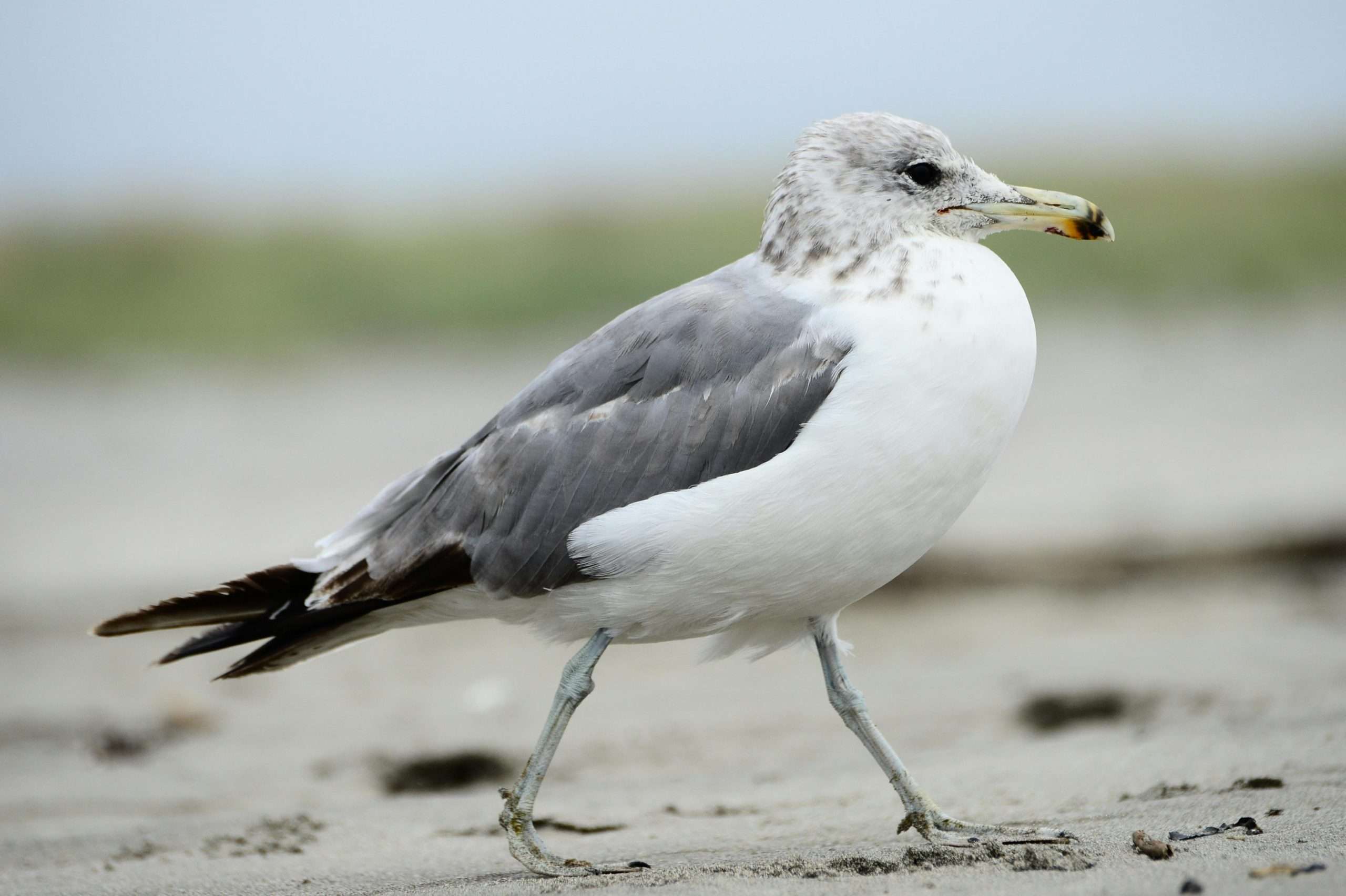 California Gull walking along a sandy beach in Utah