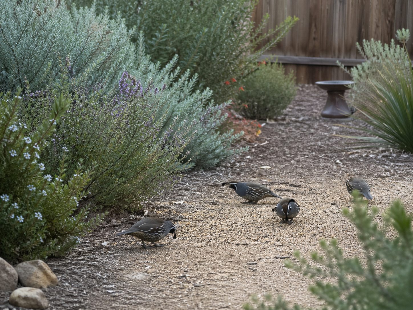 Low dense native shrubs alongside open ground with scattered seed in a California yard setup for quail