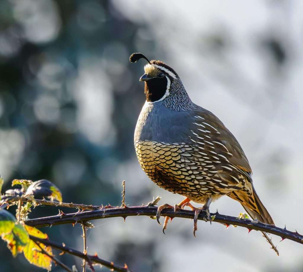 california quail on sticker branch