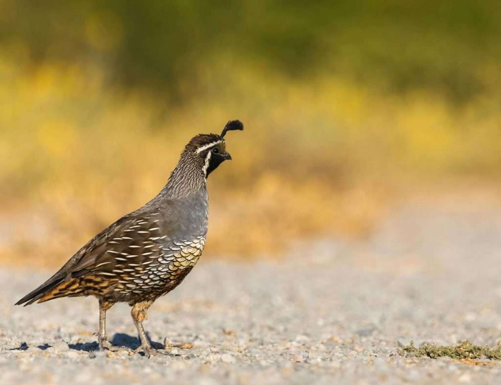 California quail walking along dirt path