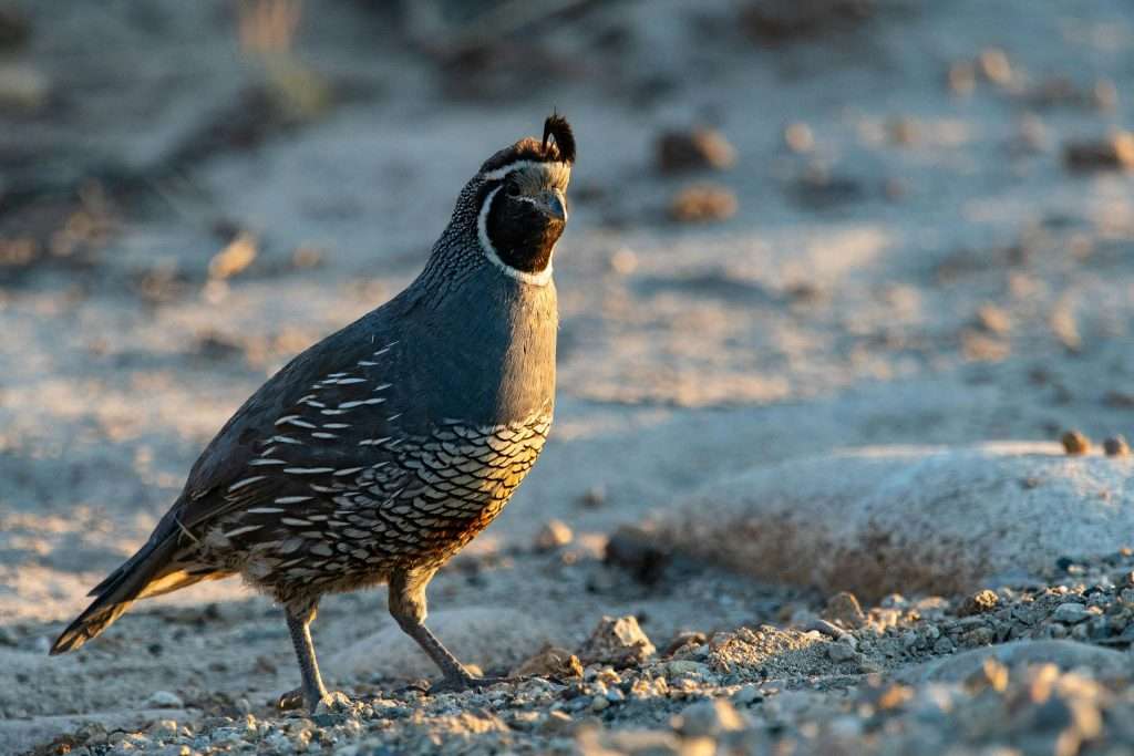 California quail walking across gravel ground