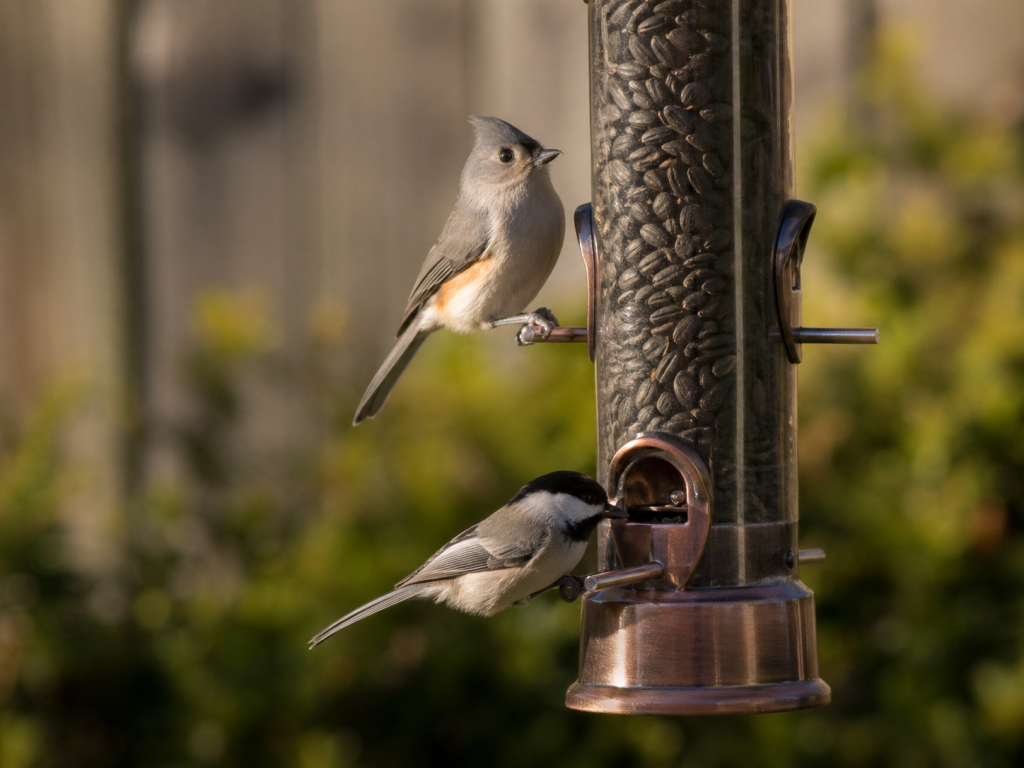 Carolina Chickadee feeding from a backyard tube feeder while a Tufted Titmouse perches above it in warm morning light.