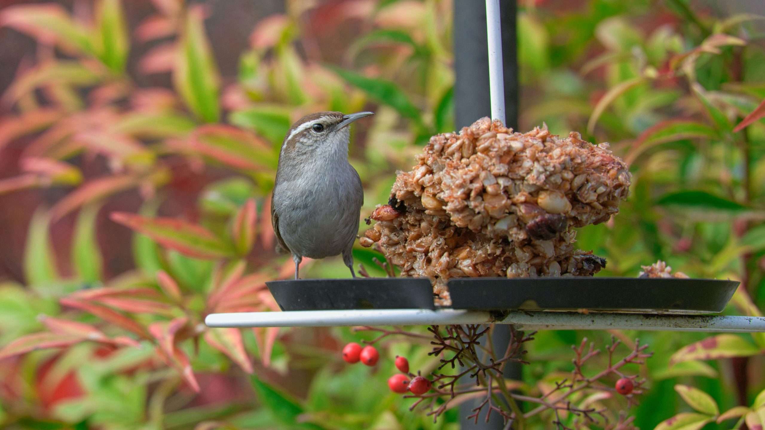 Carolina Wren standing beside bird feeder food