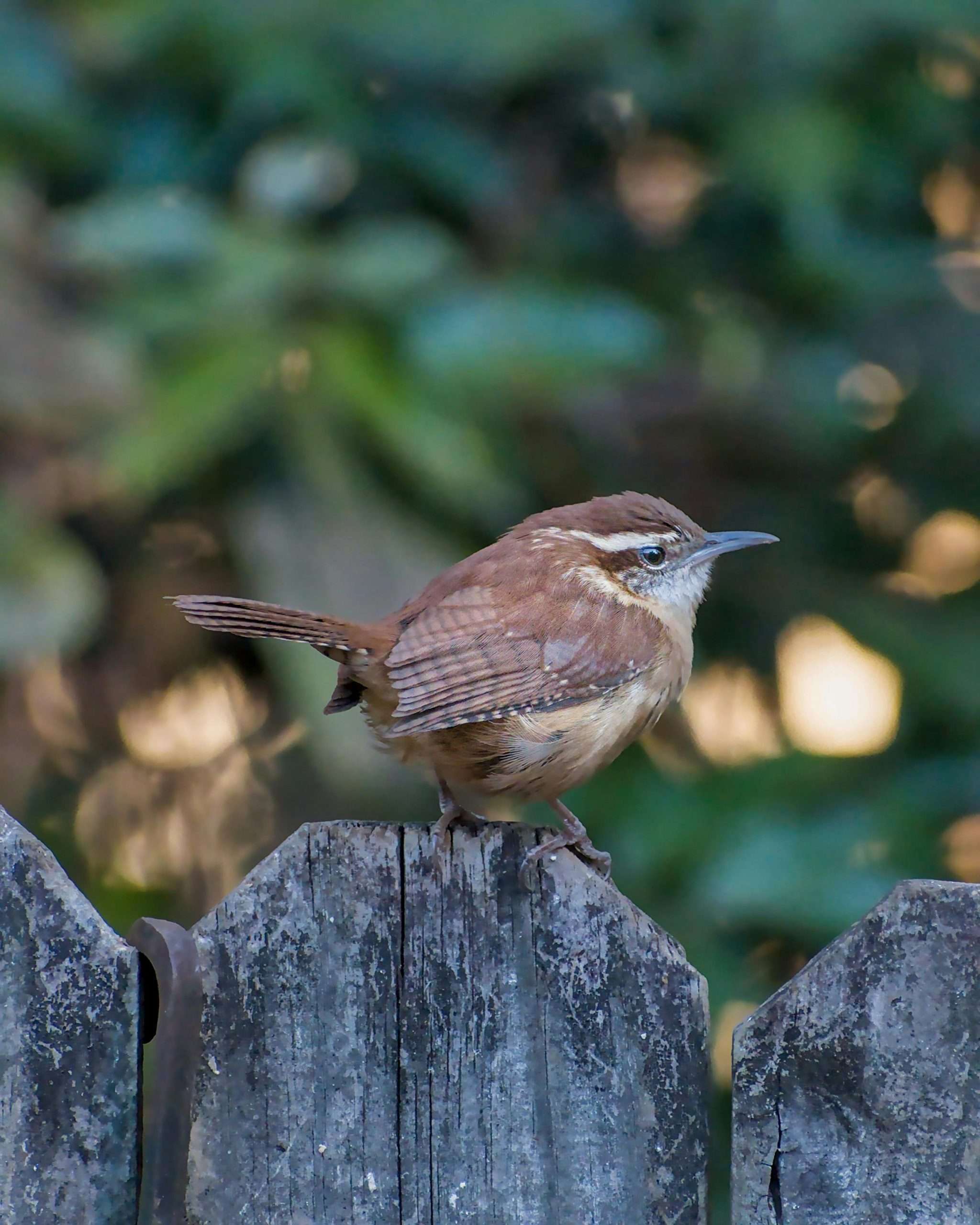 Carolina Wren perched on wooden fence post