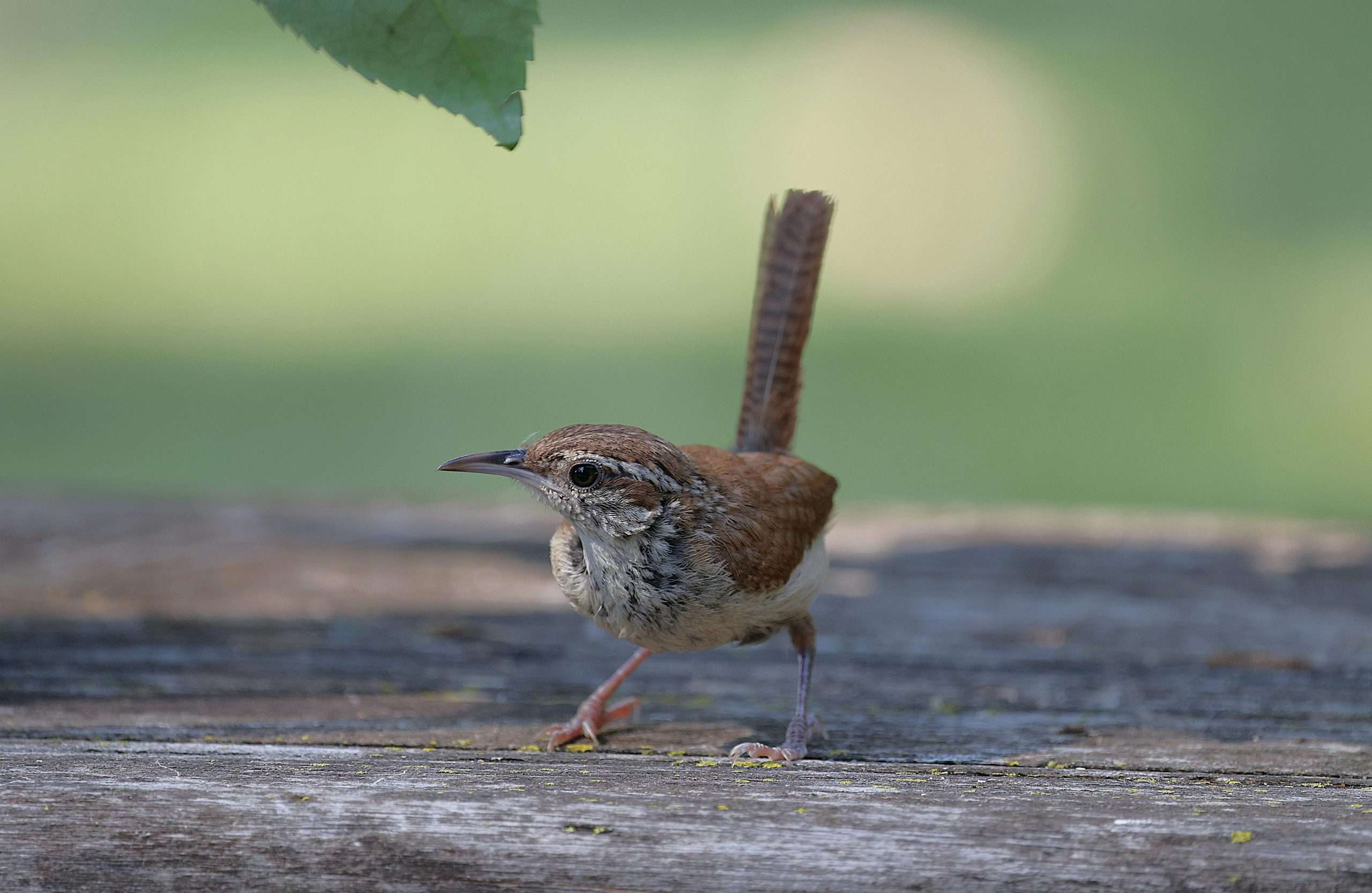 Carolina Wren walking across wooden deck