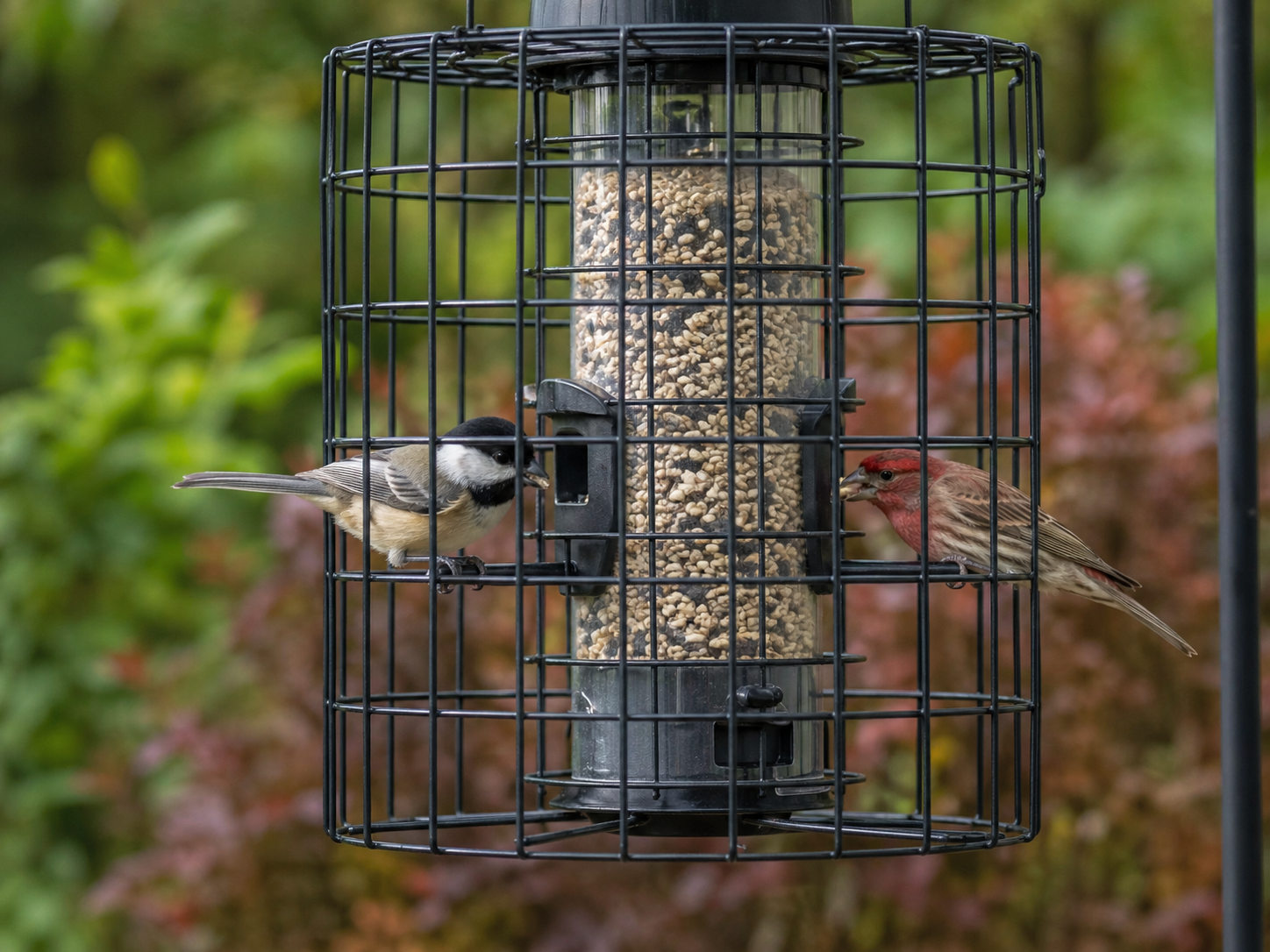A chickadee and a finch feed from opposite sides of a black metal caged bird feeder filled with seed in a softly blurred backyard garden.