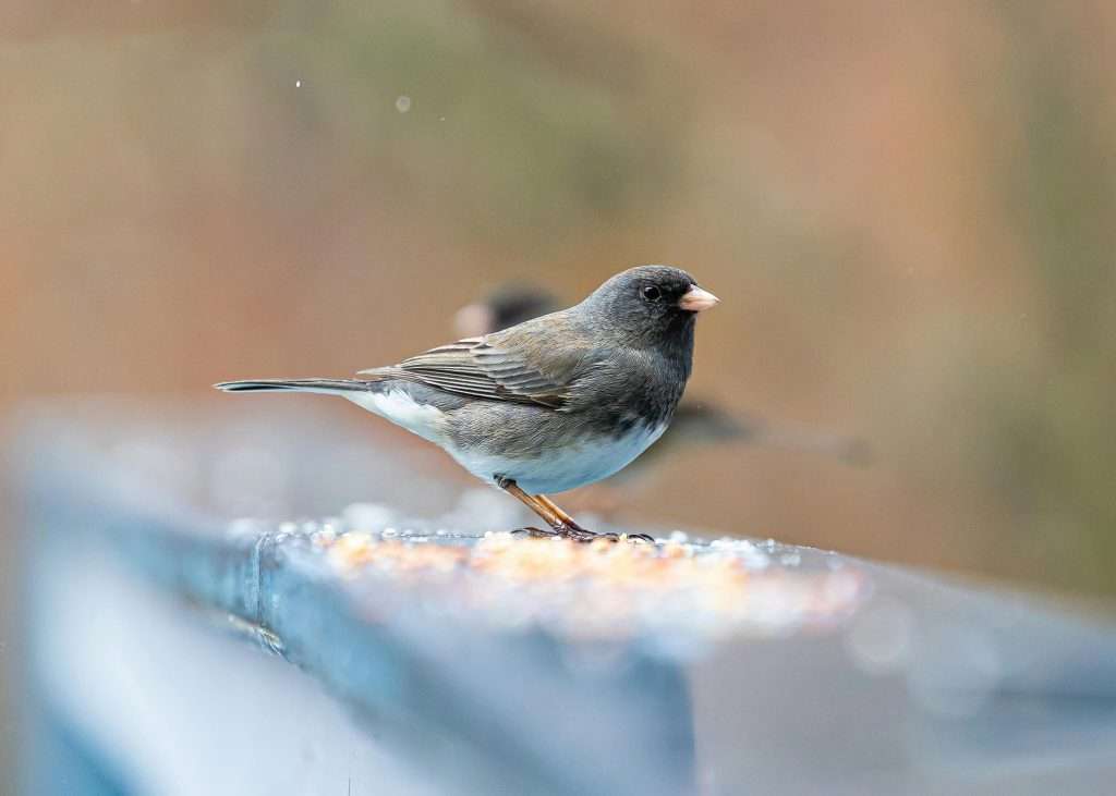 A Dark-eyed Junco standing on a railing with scattered seed, showing its dark hood, gray-brown back, pale belly, and white outer tail feathers.