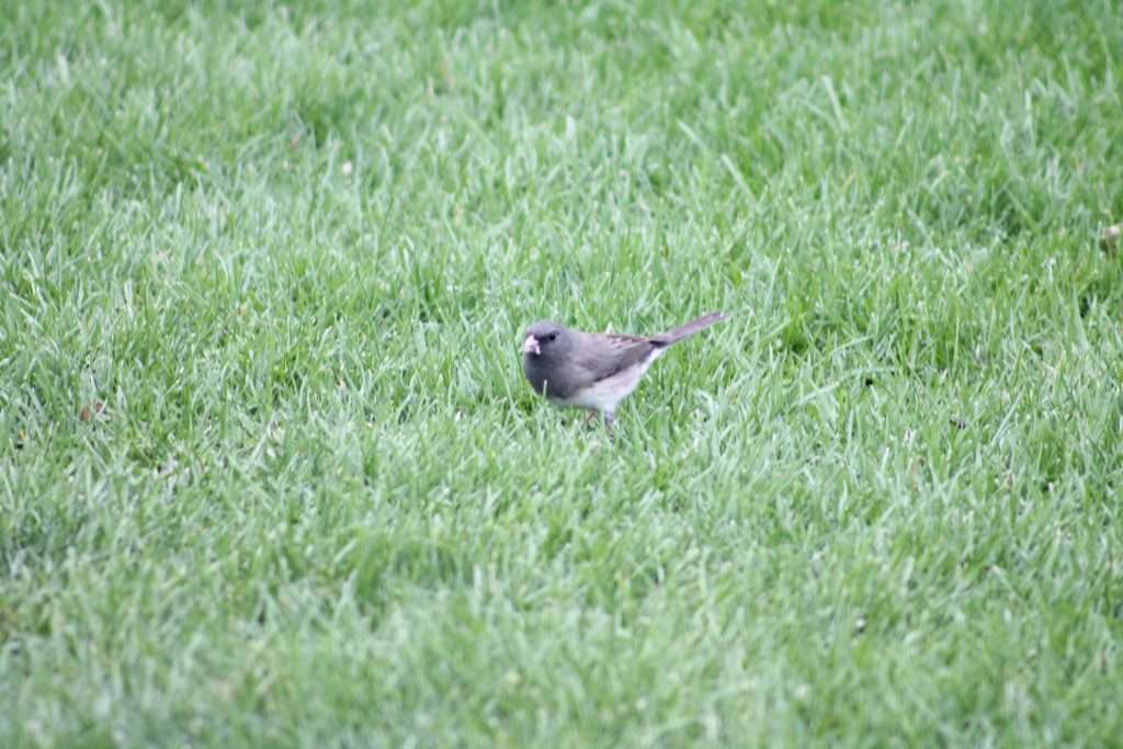 A Dark-eyed Junco standing in tall green lawn grass, with its dark hood, gray-brown body, pale belly, and long tail visible.