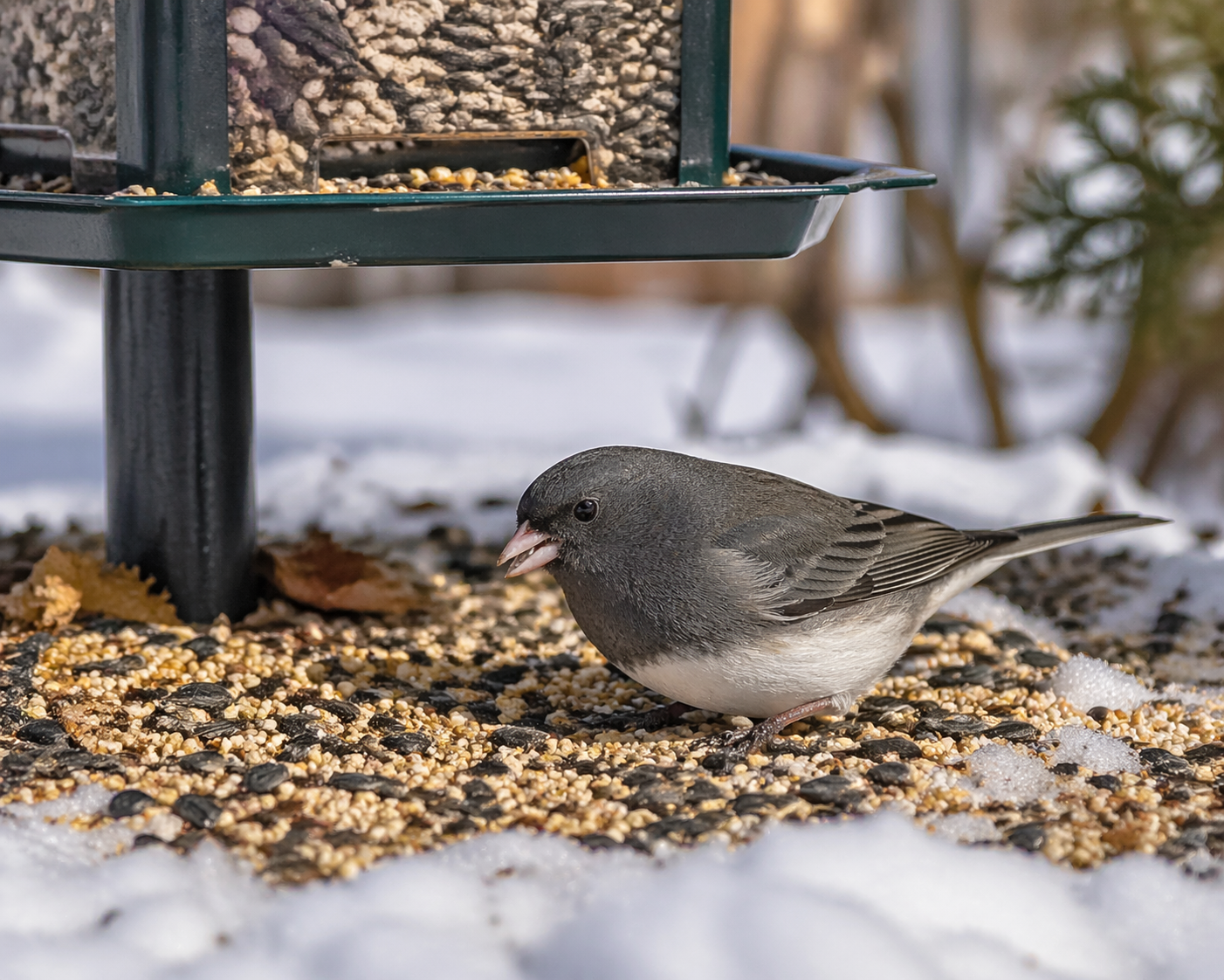 dark-eyed junco foraging on the ground beneath a backyard bird feeder