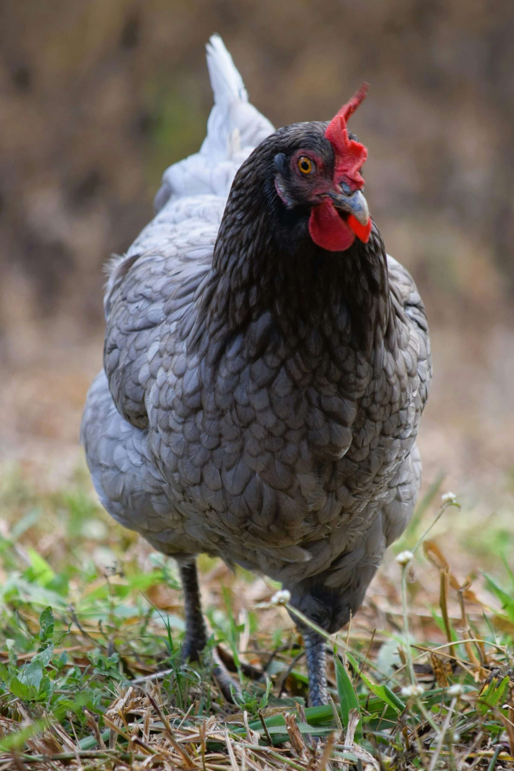 Delaware Blue Hen Chicken standing front facing in grass