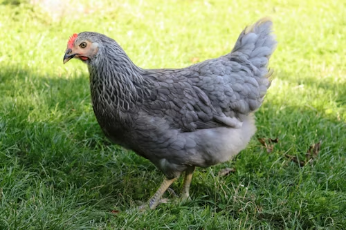 Delaware Blue Hen Chicken side profile standing in green grass