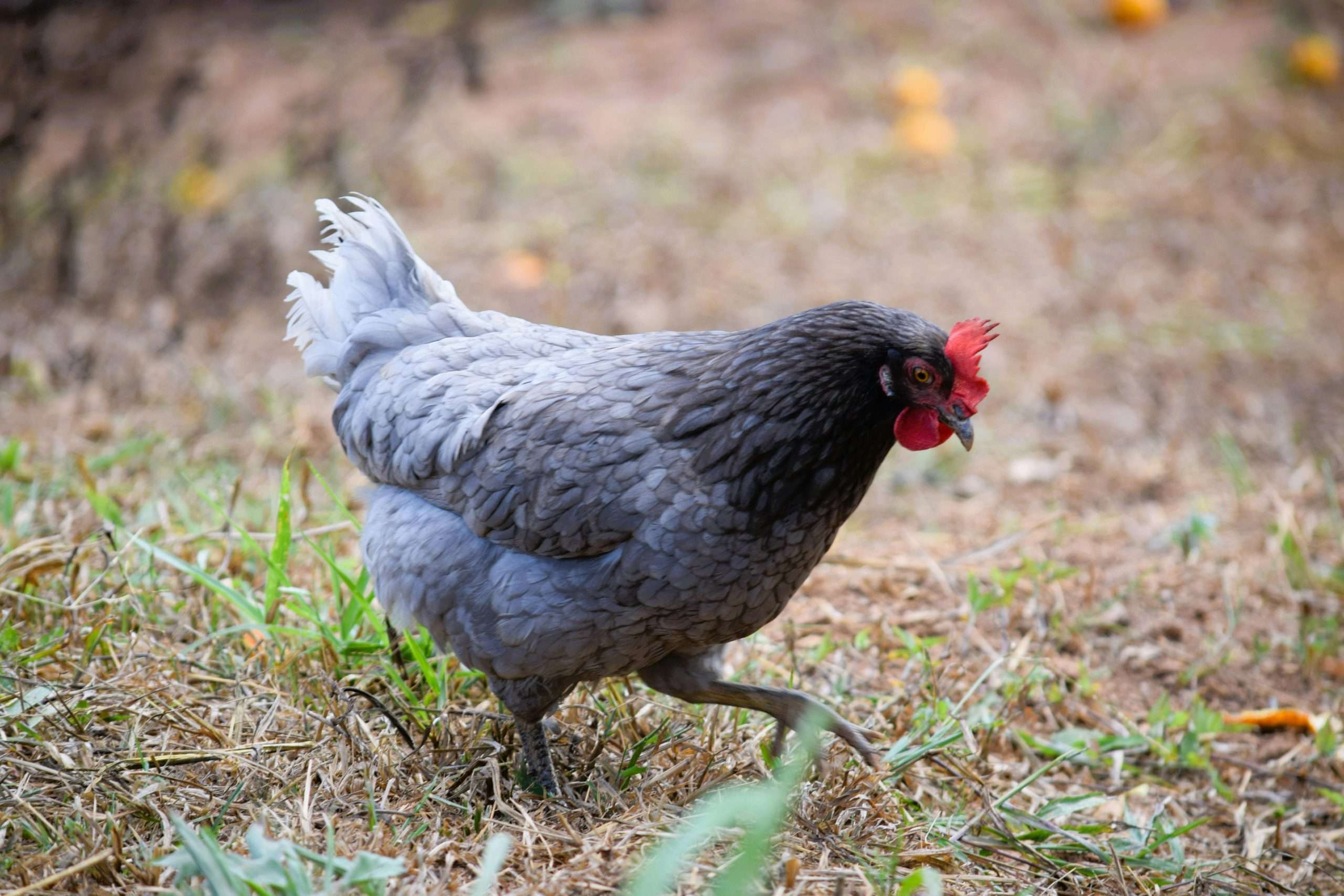 Delaware Blue Hen Chicken walking through dry grass