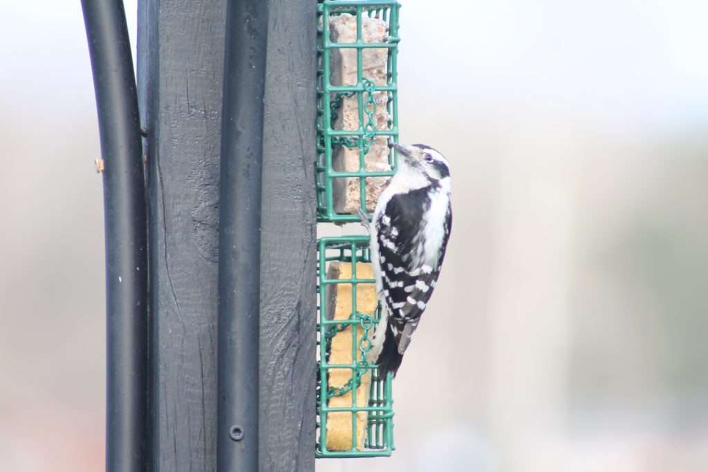 A Downy Woodpecker clinging to a green wire suet cage feeder beside a dark wooden post, with a soft pale background.