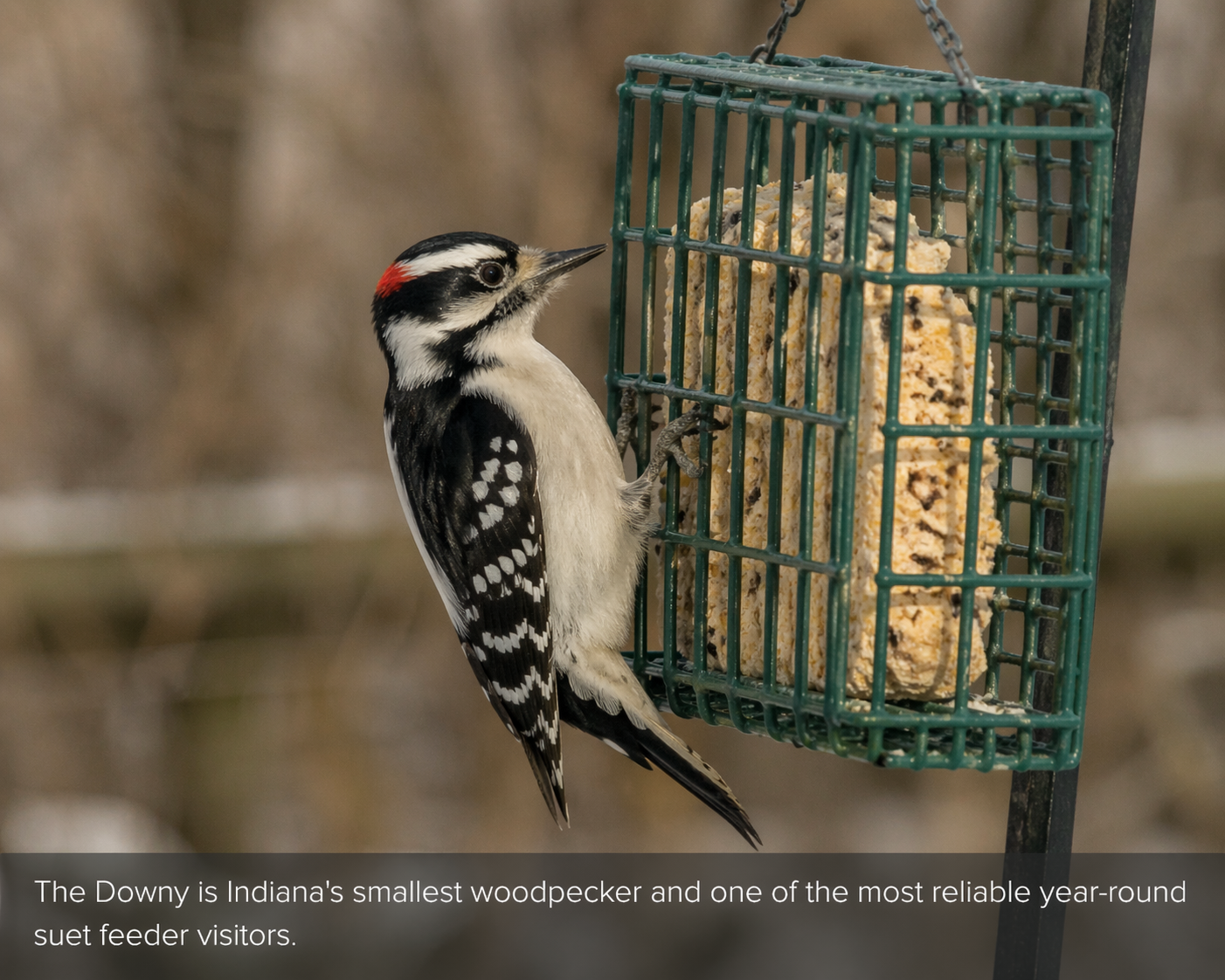 Downy woodpecker clinging to a suet cage in an Indiana backyard
