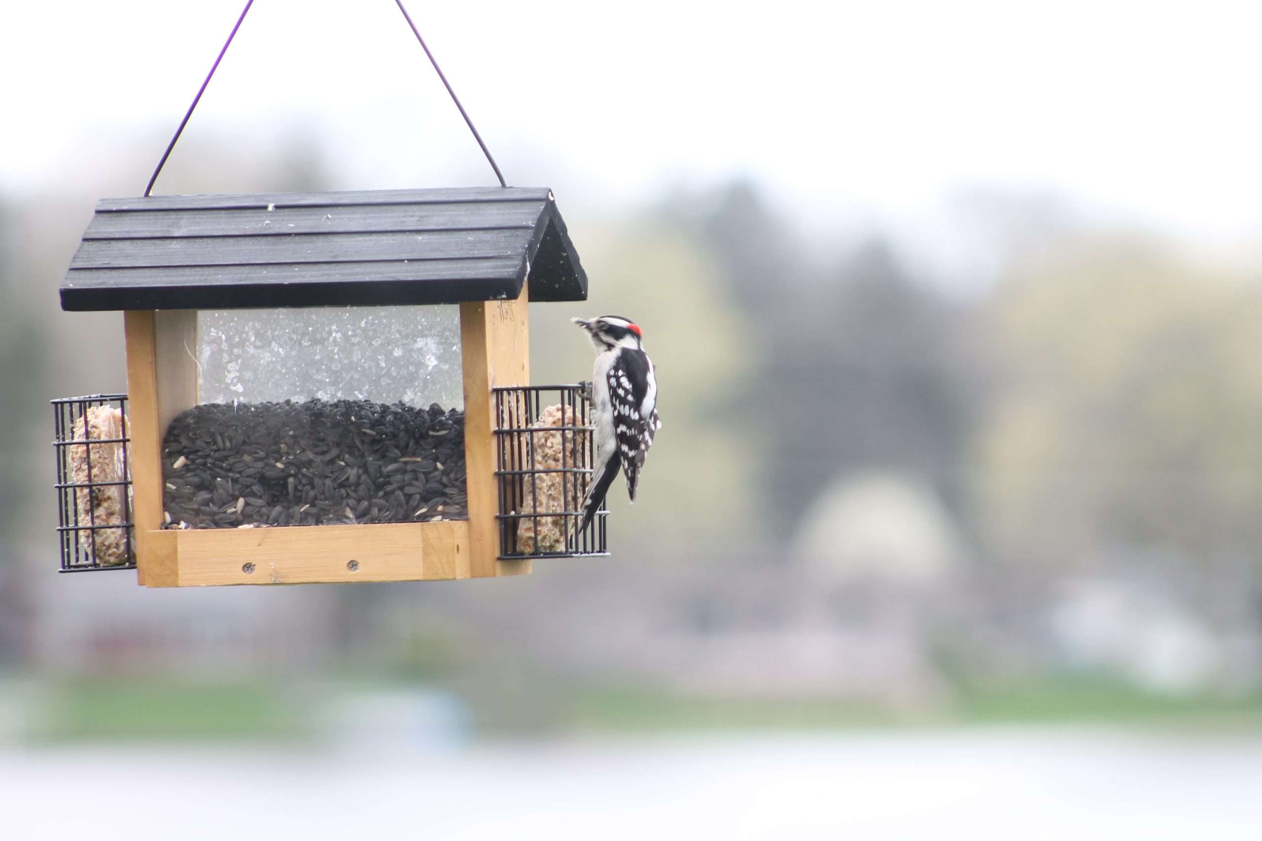 Downy Woodpecker clinging to a suet cage on a backyard bird feeder filled with black oil sunflower seed