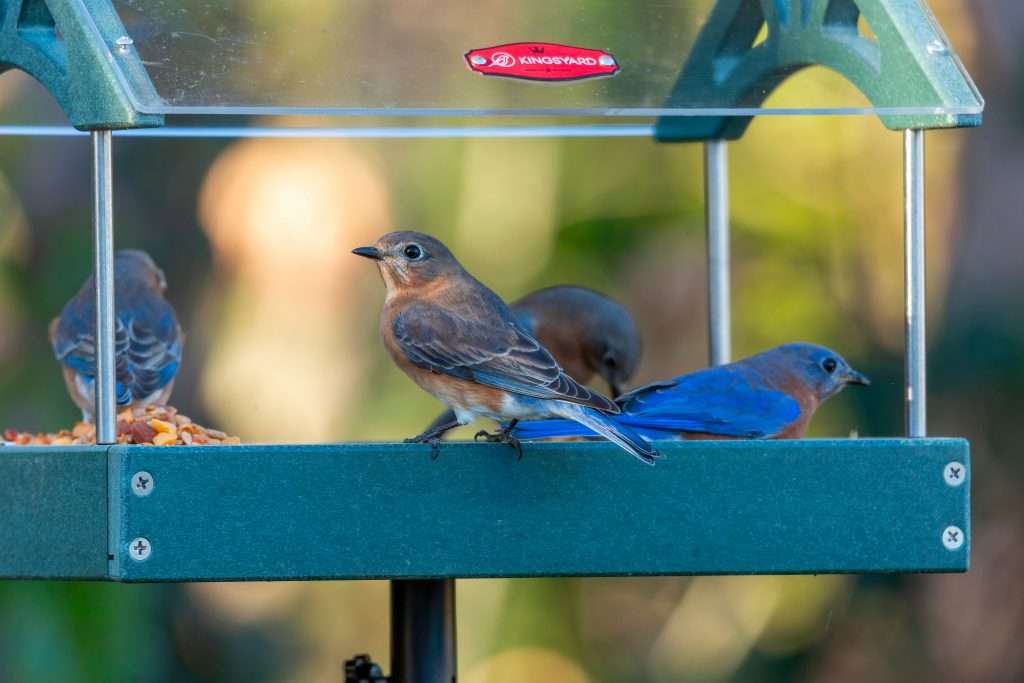 Group of Eastern Bluebirds at feeder