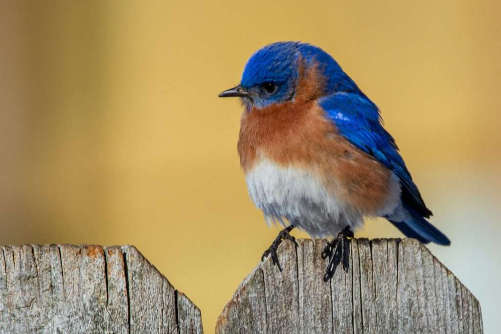 Eastern Bluebird perched on fence post