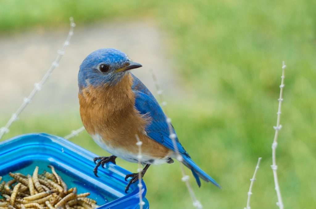 Eastern Bluebird perched beside a tray of mealworms in a backyard feeder