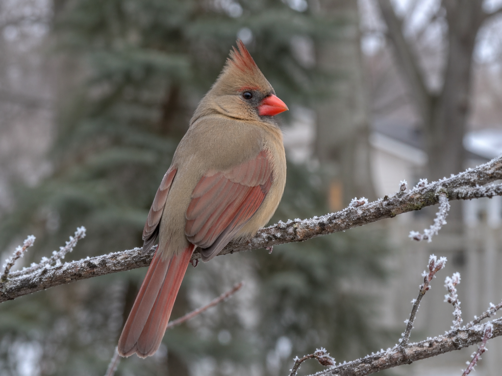 female northern cardinal perched on frosty branch in wooded backyard habitat in winter