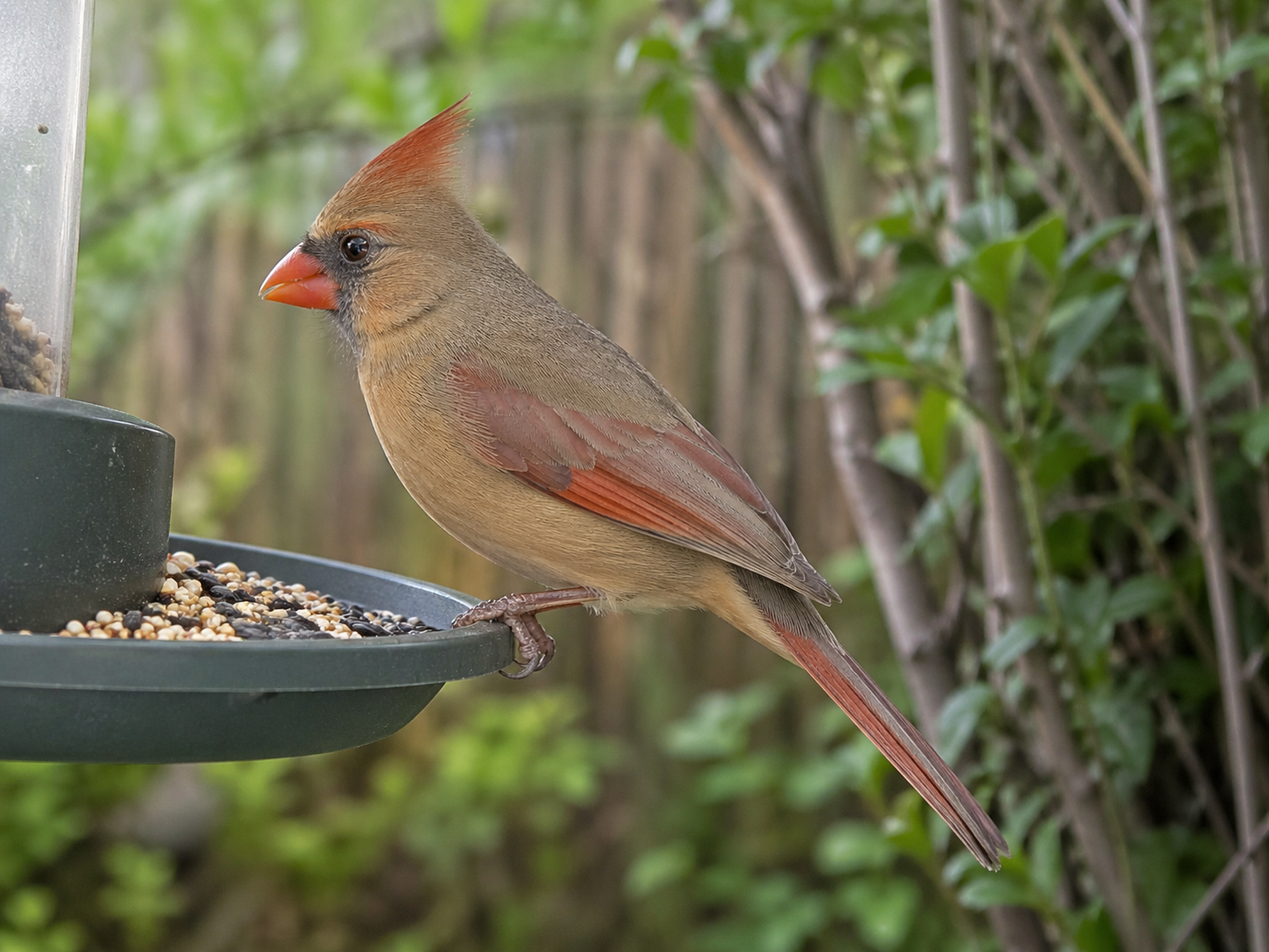 Female Northern Cardinal perched on a backyard feeder tray near shrubs and a fence, with seed scattered below her and natural cover nearby.