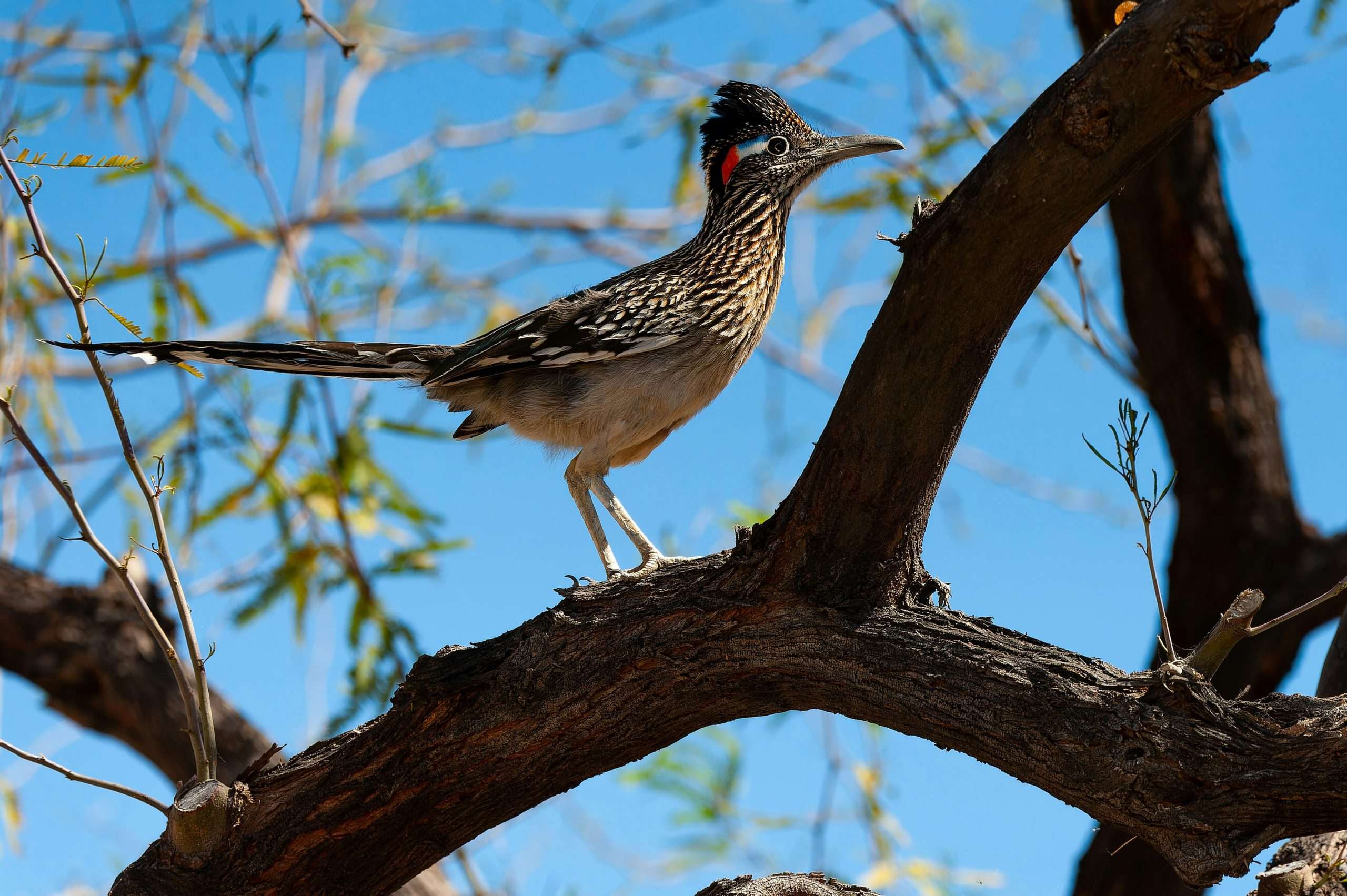 Greater roadrunner perched on tree branch with blue sky
