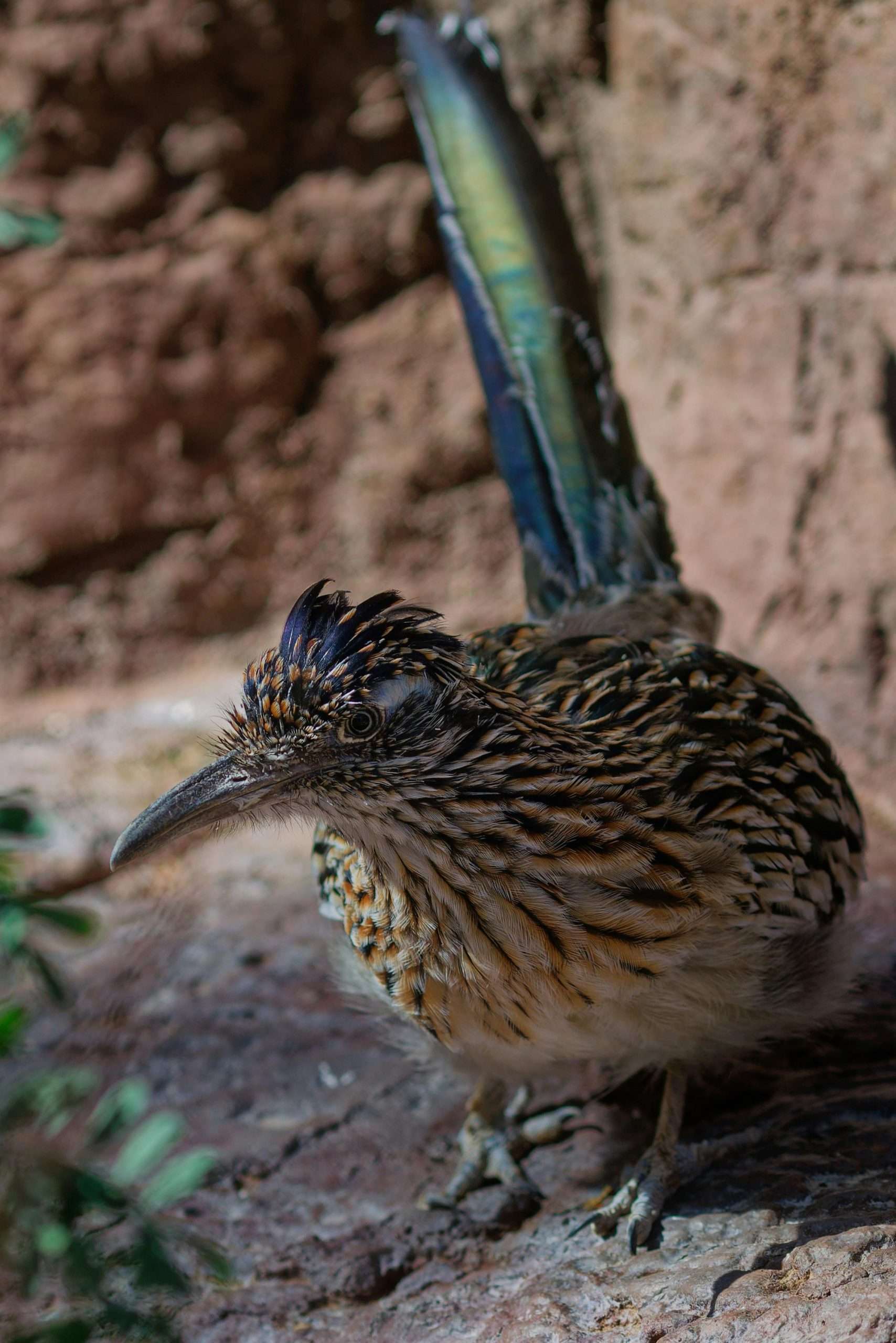 Greater roadrunner resting beside rock wall