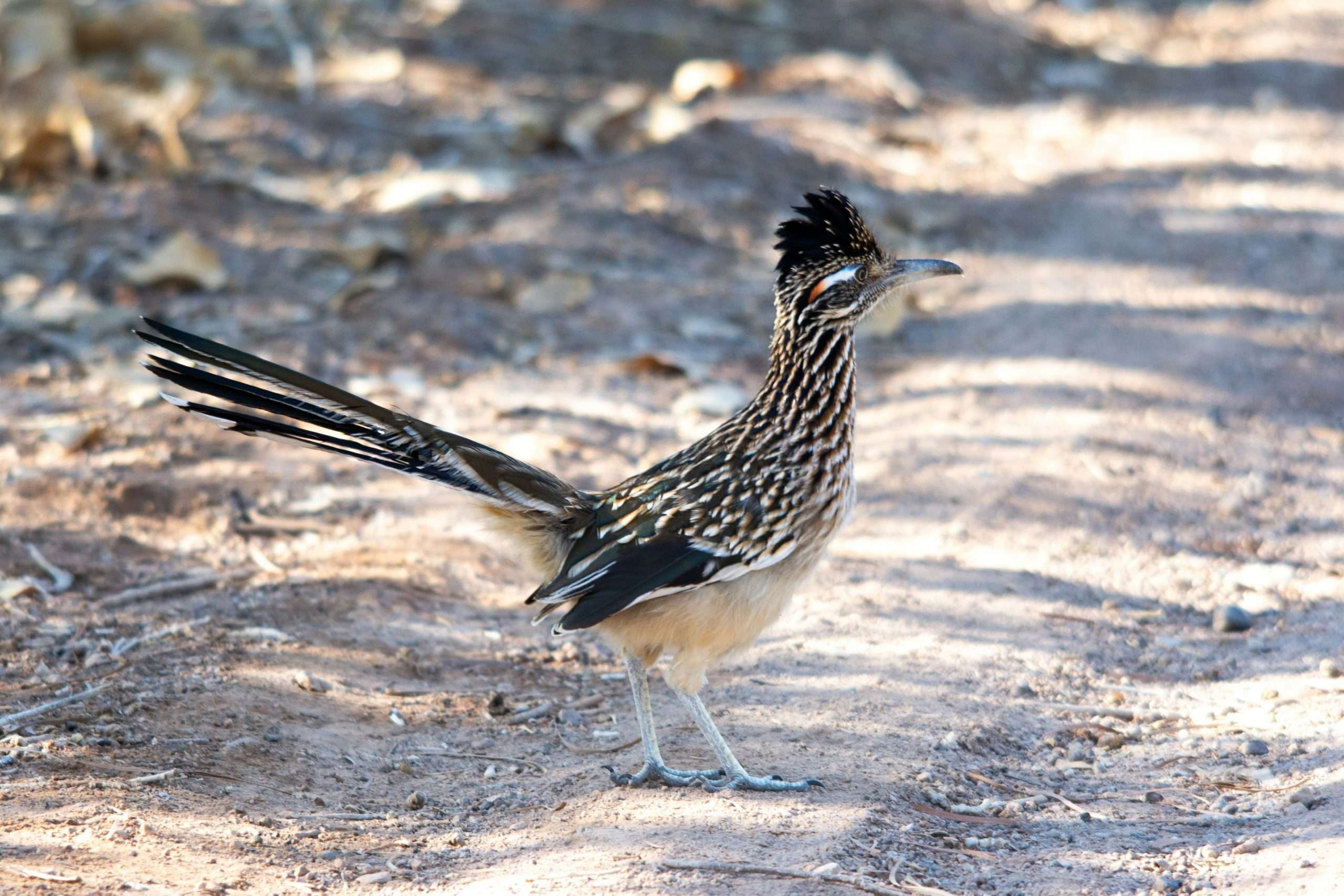 Greater roadrunner standing on sandy desert trail