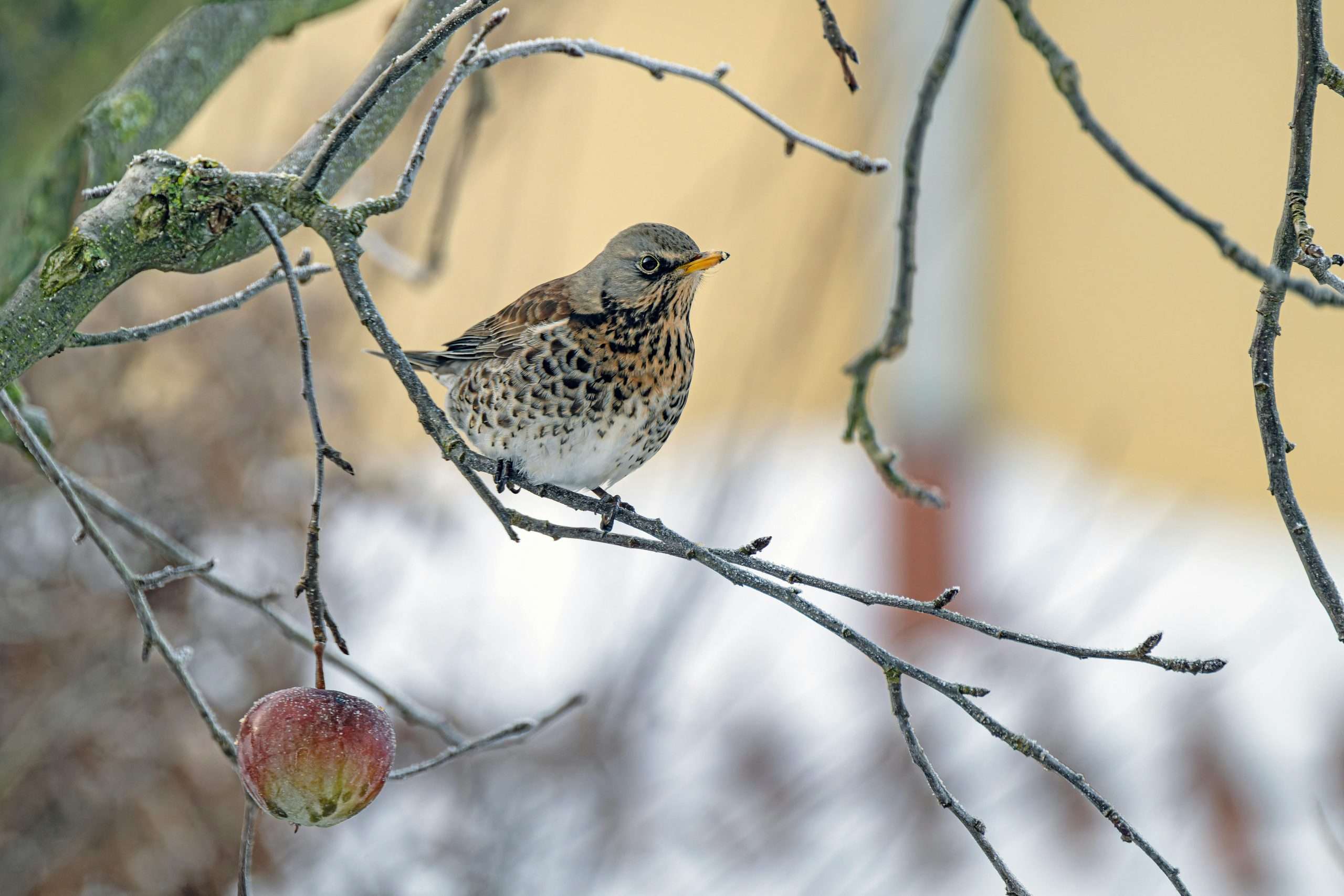 Vermont state bird hermit thrush perched on a frosted branch above an apple
