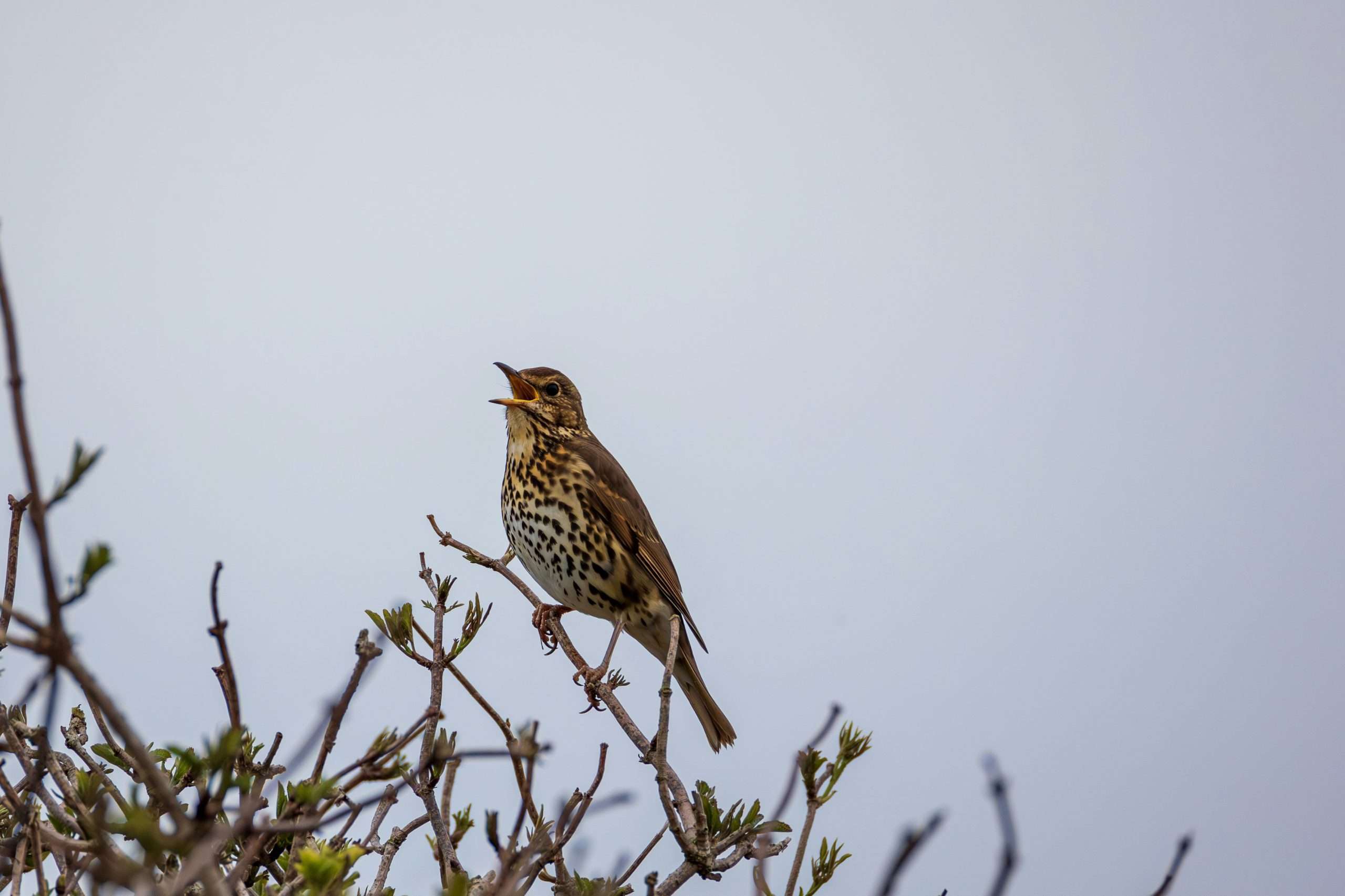 Vermont state bird hermit thrush singing from a branch