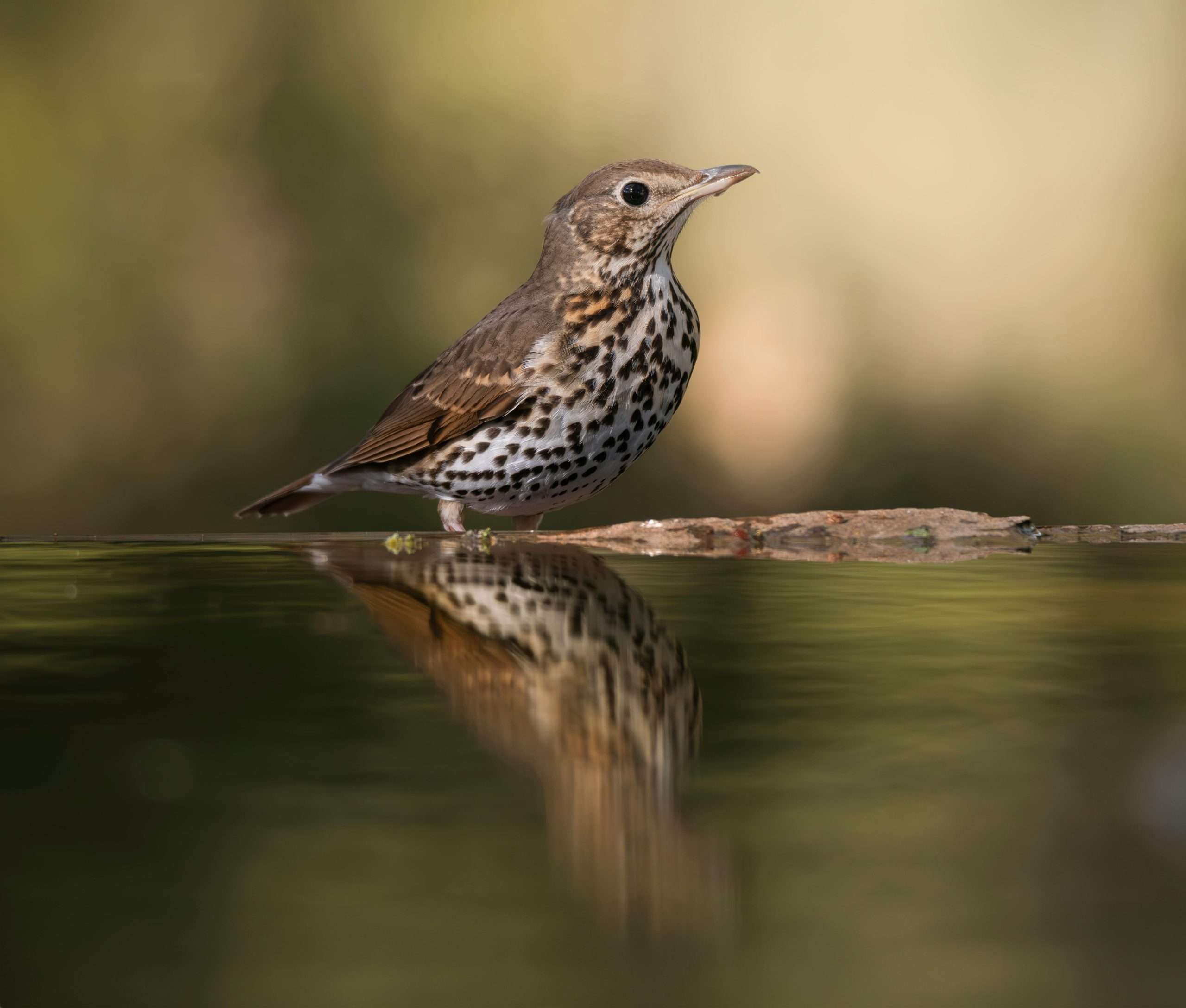 Vermont state bird hermit thrush standing at water with reflection