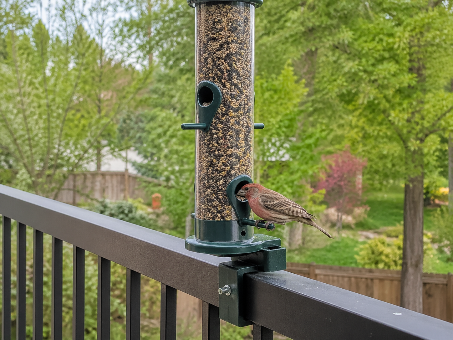 House Finch perched at a seed port on a tube bird feeder mounted to a dark balcony railing, with a soft green backyard background.