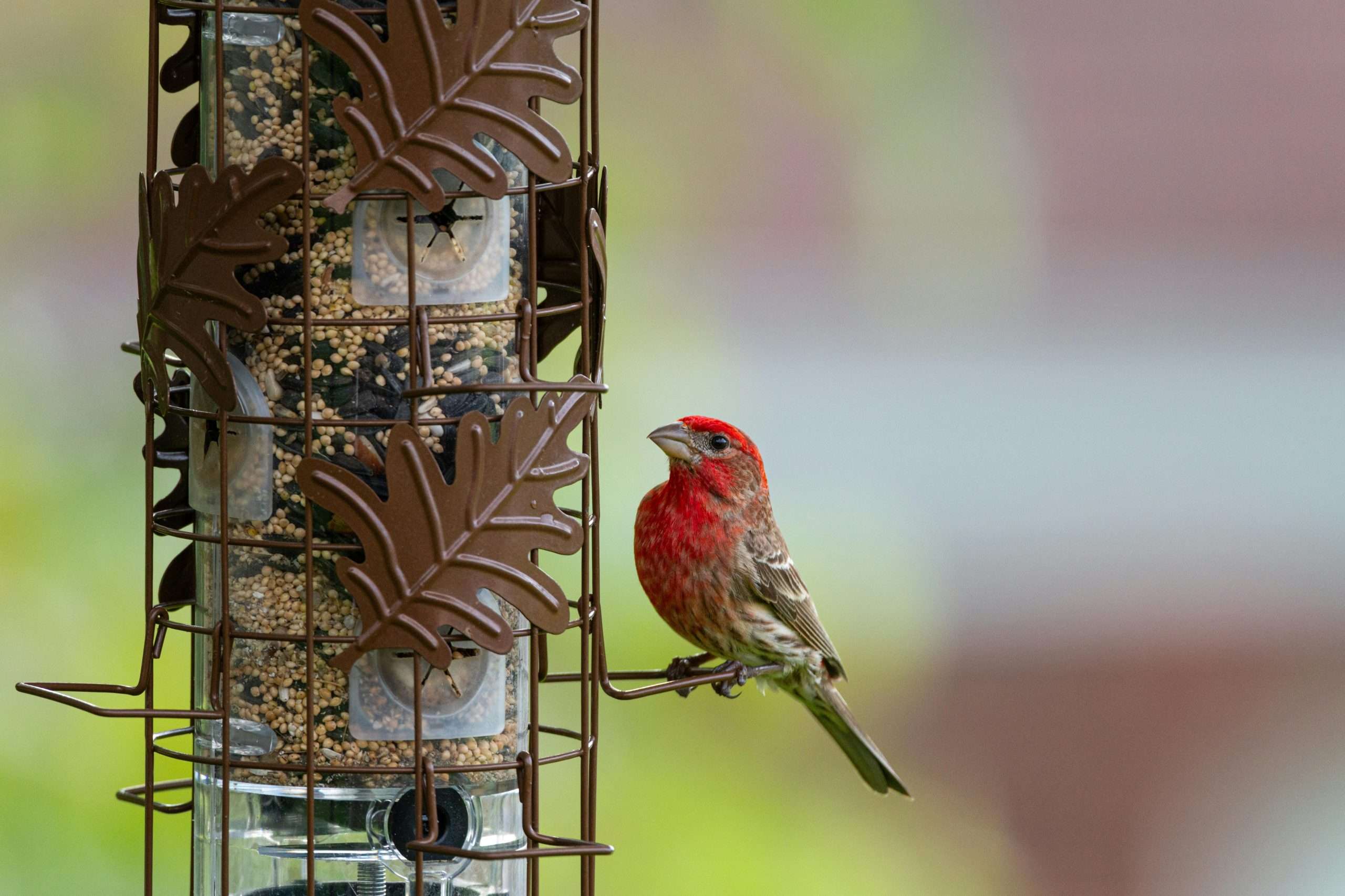 Male House Finch perched on a tube feeder filled with mixed seed in a backyard setting.