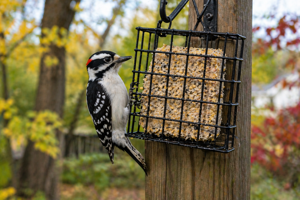 Downy woodpecker clinging to a suet feeder in an Indiana backyard