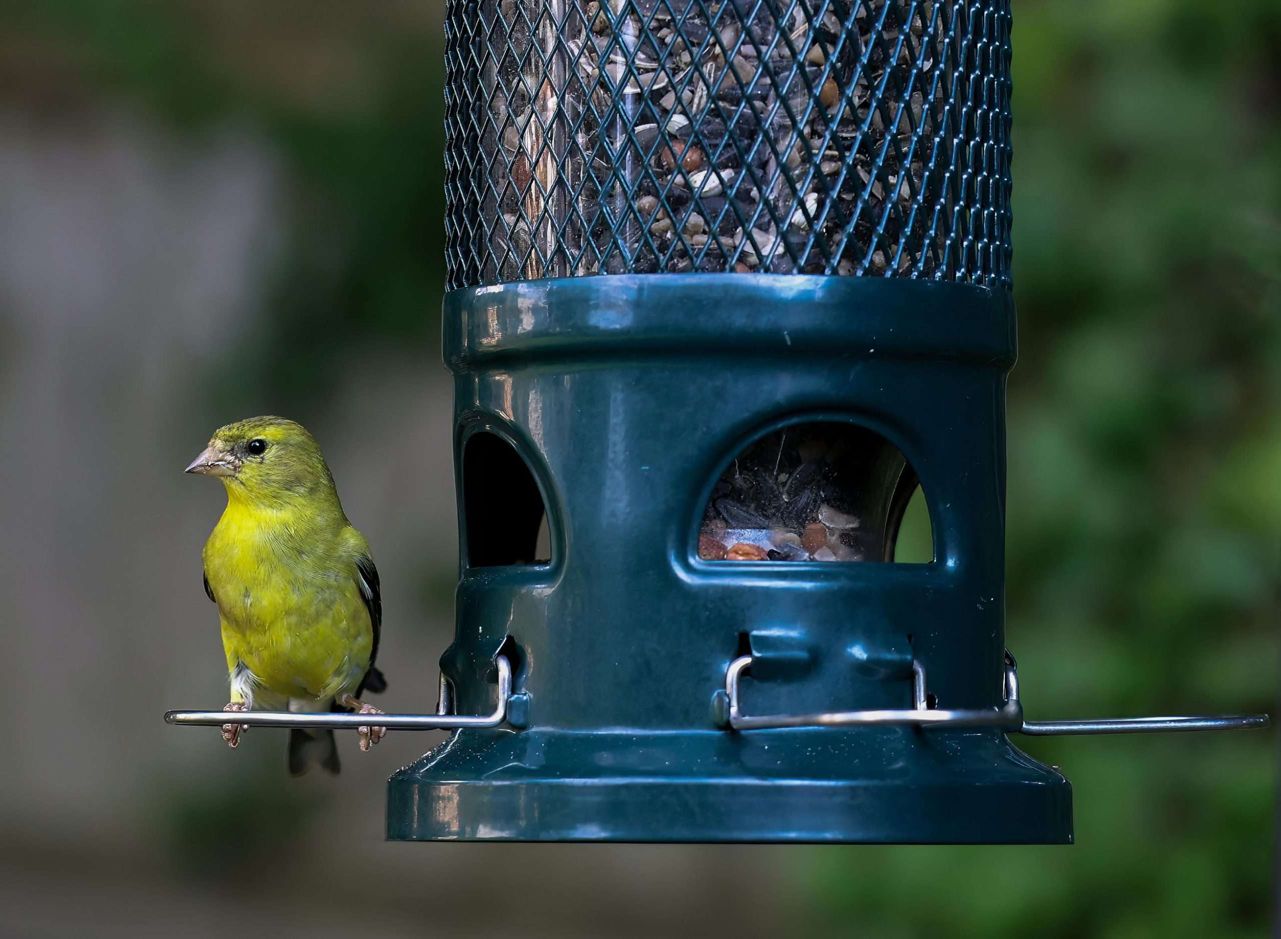 Lesser Goldfinch perched on a green mesh seed feeder with a softly blurred garden background.
