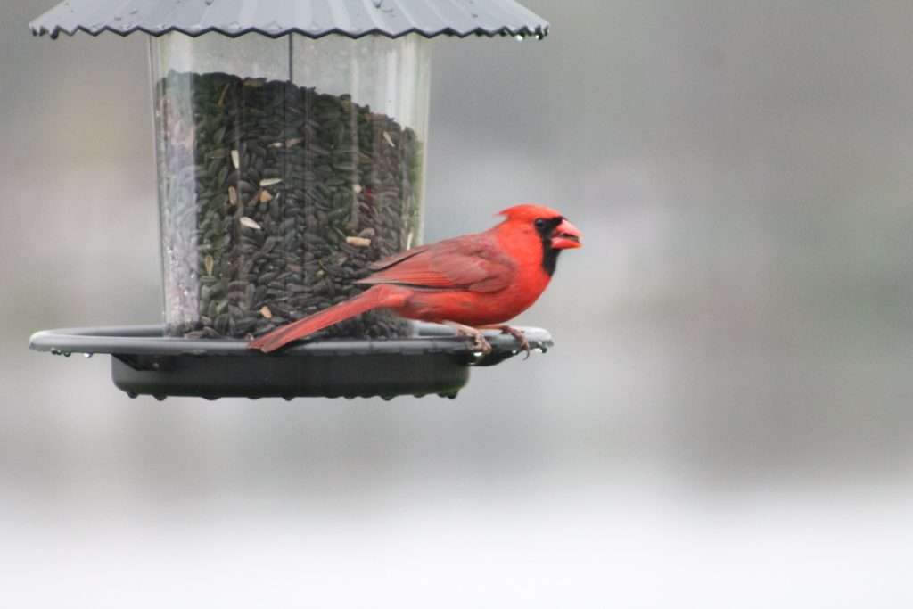 A male Northern Cardinal perched on a hanging tube feeder filled with black oil sunflower seeds against a soft gray winter background.