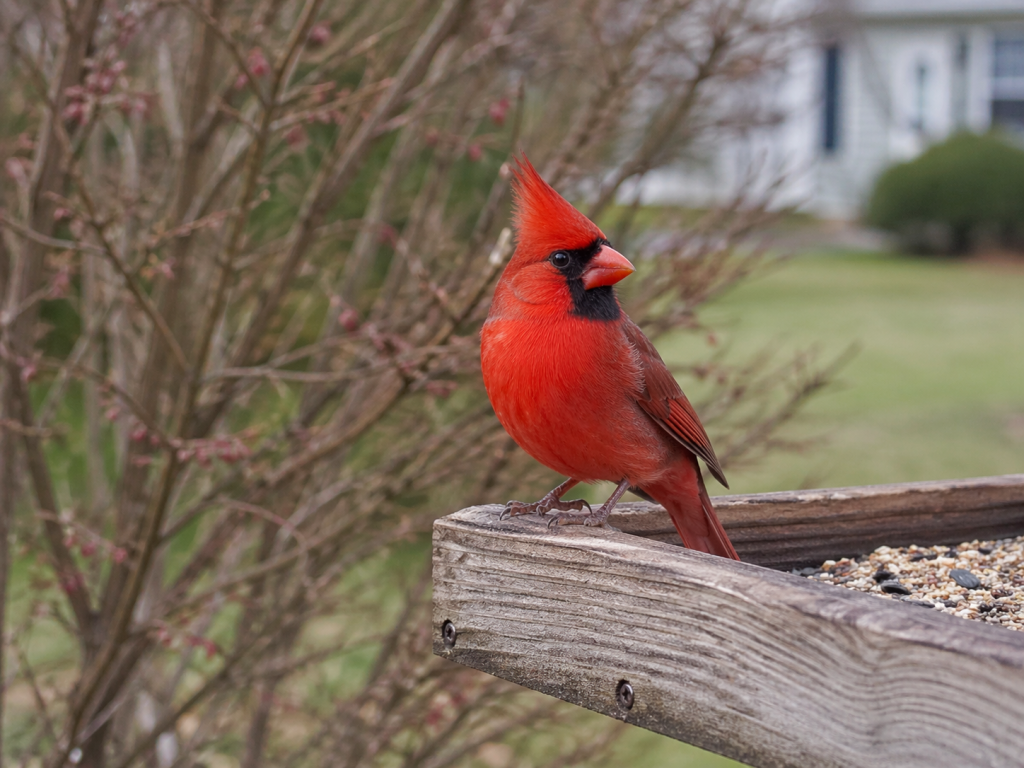 Male northern cardinal perched on the edge of a wooden platform feeder in a backyard, with shrubs and tree cover softly blurred behind him.