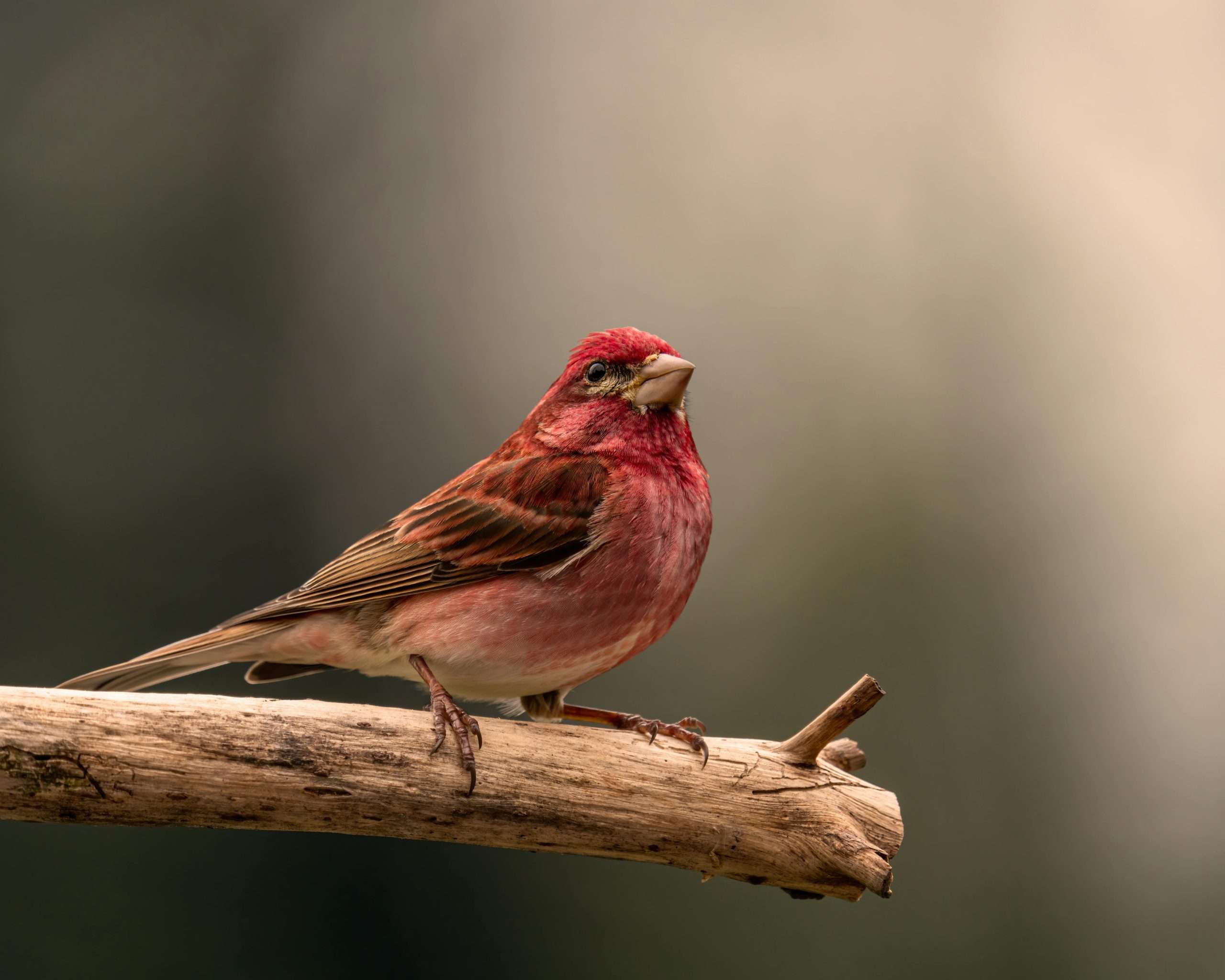 Male purple finch perched on wooden branch