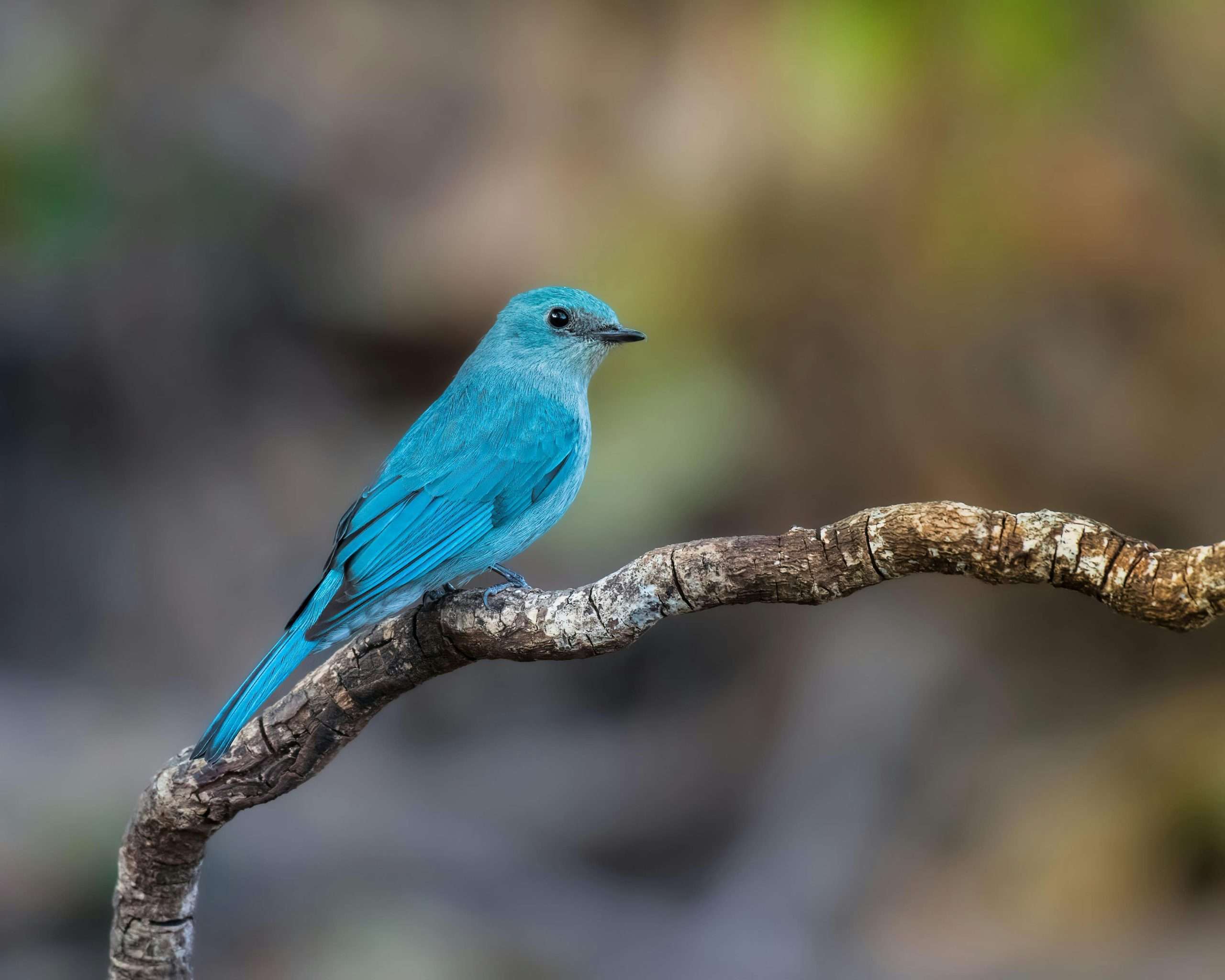 Mountain bluebird perched on a curved tree branch with bright blue plumage