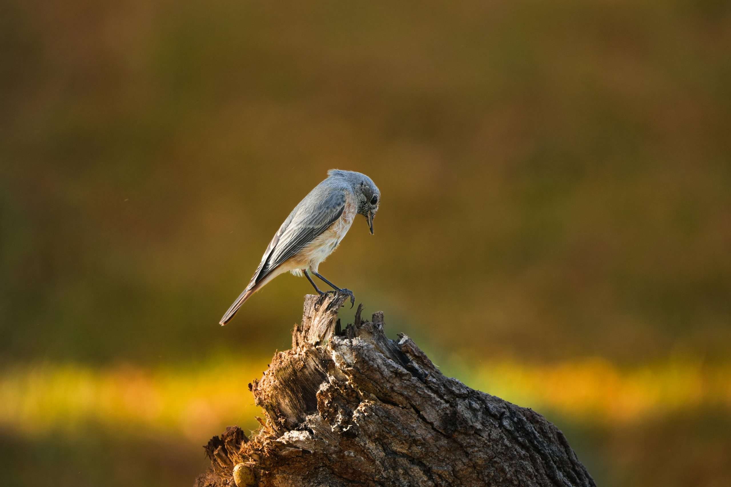 Mountain bluebird perched on a weathered tree stump looking downward in golden light