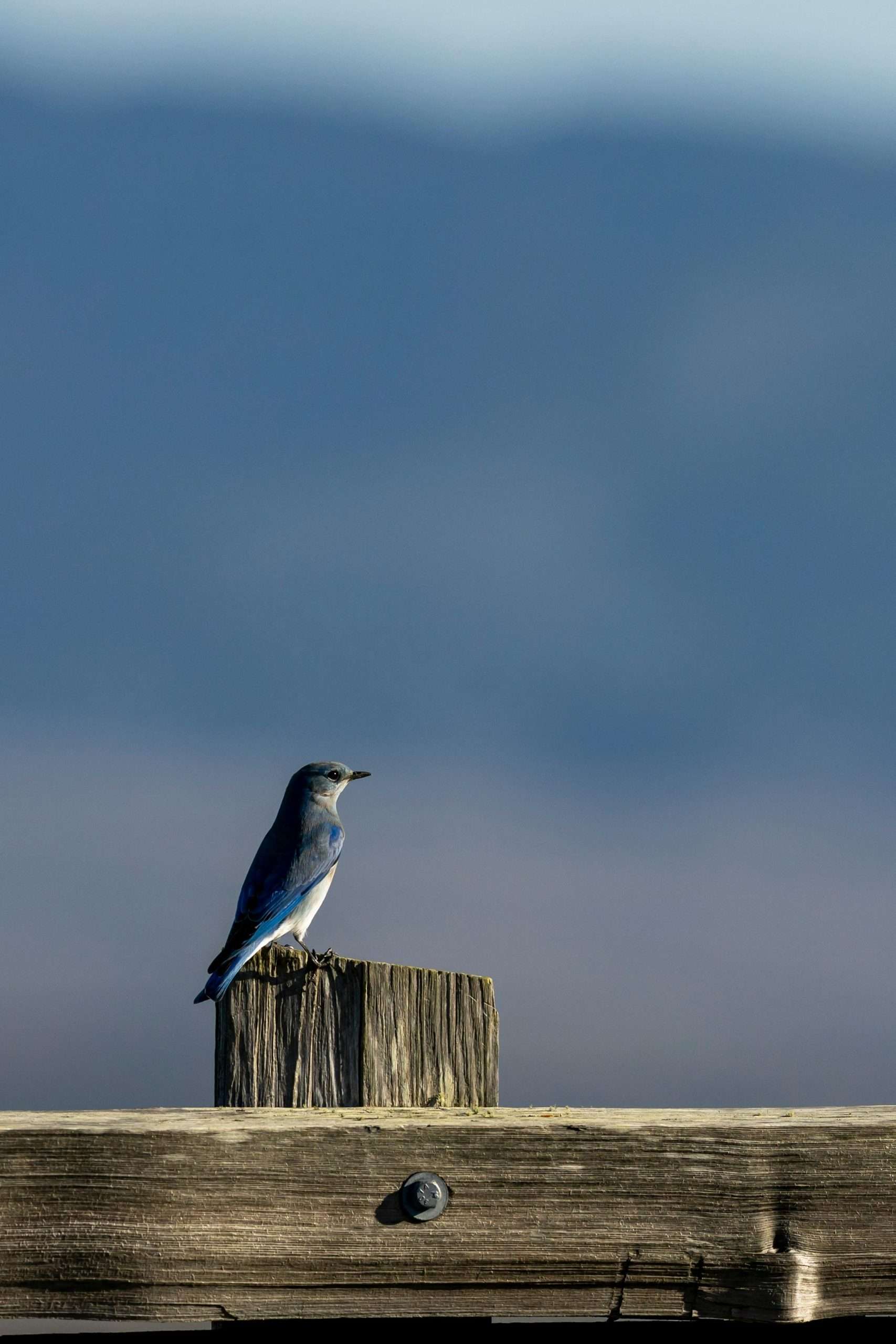 Mountain bluebird perched on a weathered wooden fence post against a blue sky background