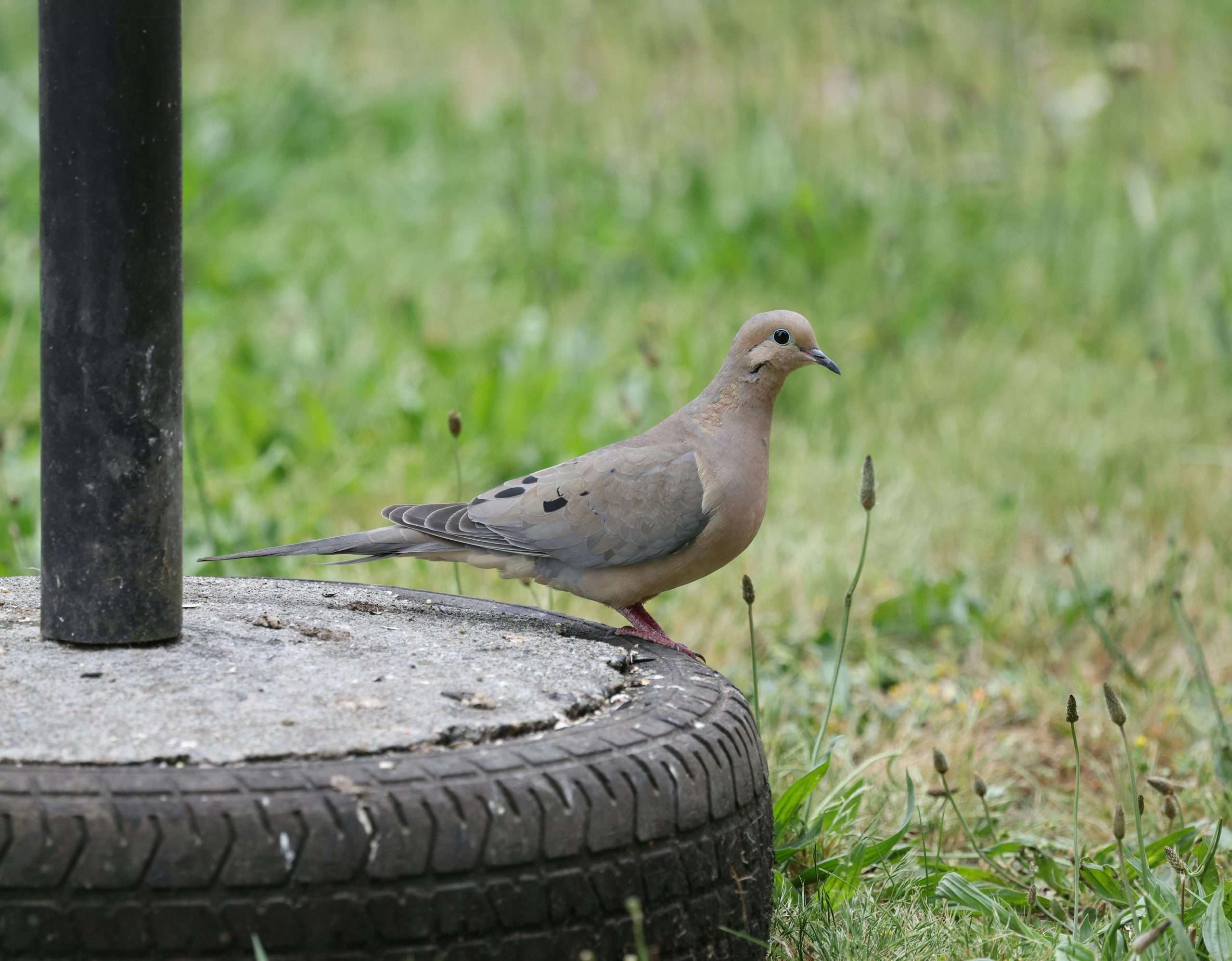 Mourning Dove foraging on the ground beneath a feeder in a California yard