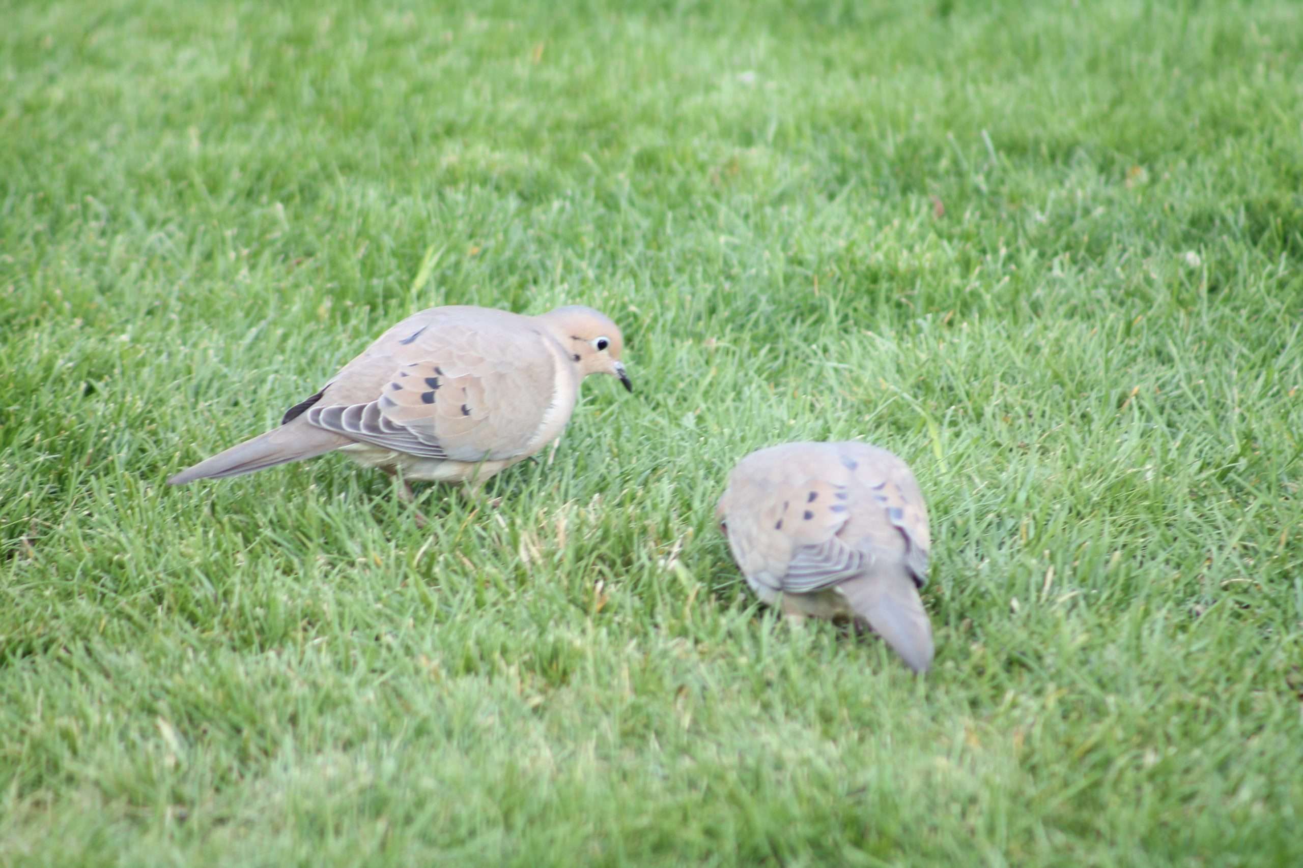Mourning Doves foraging on ground beneath feeder