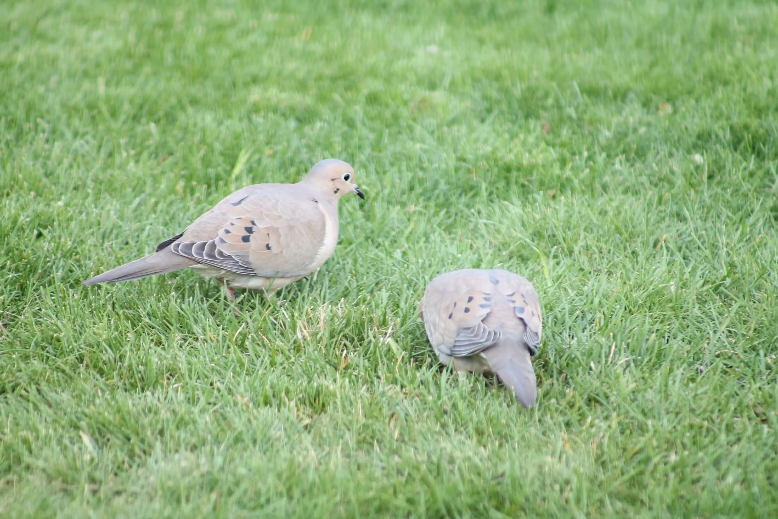 two mourning doves feeding on grass in a backyard lawn