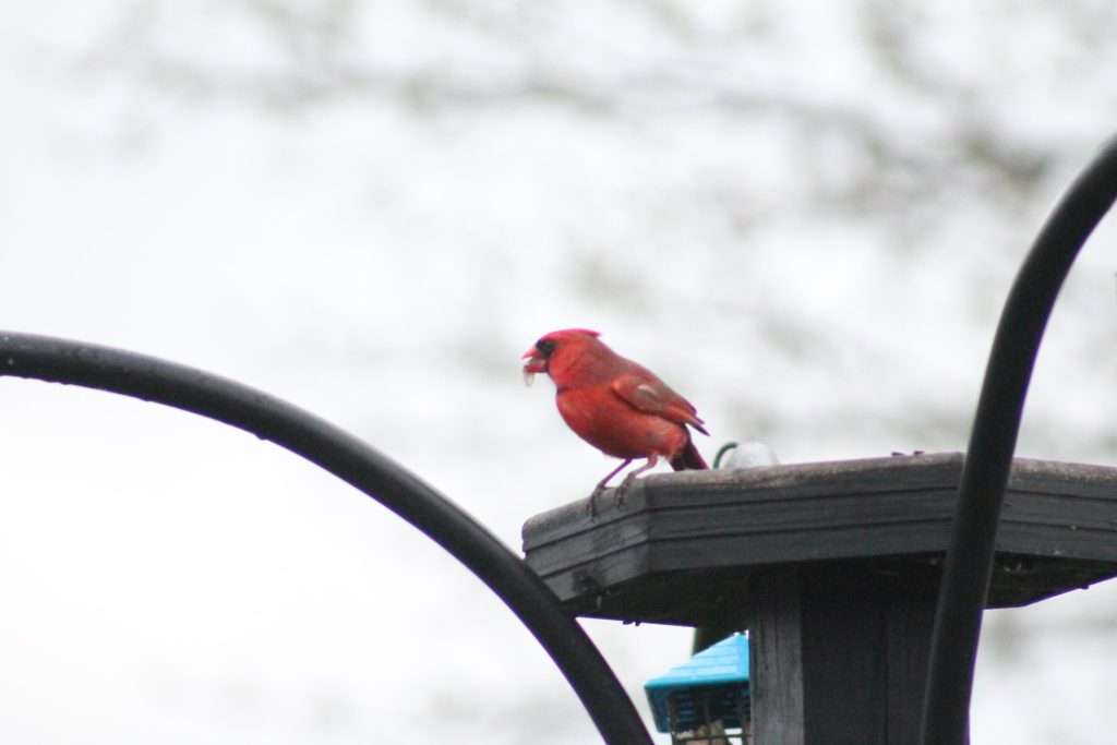 A male Northern Cardinal standing on a wooden platform feeder with a seed in its beak against a pale winter background.