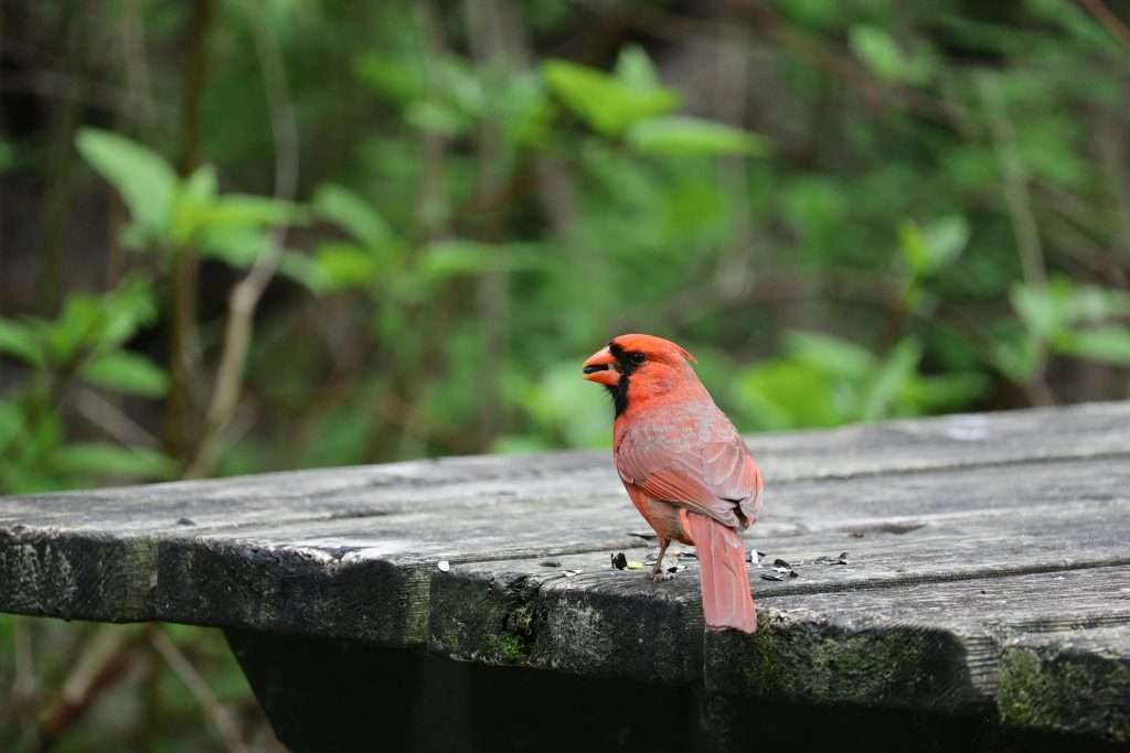 Northern Cardinal red male feeding on seeds on wooden backyard table