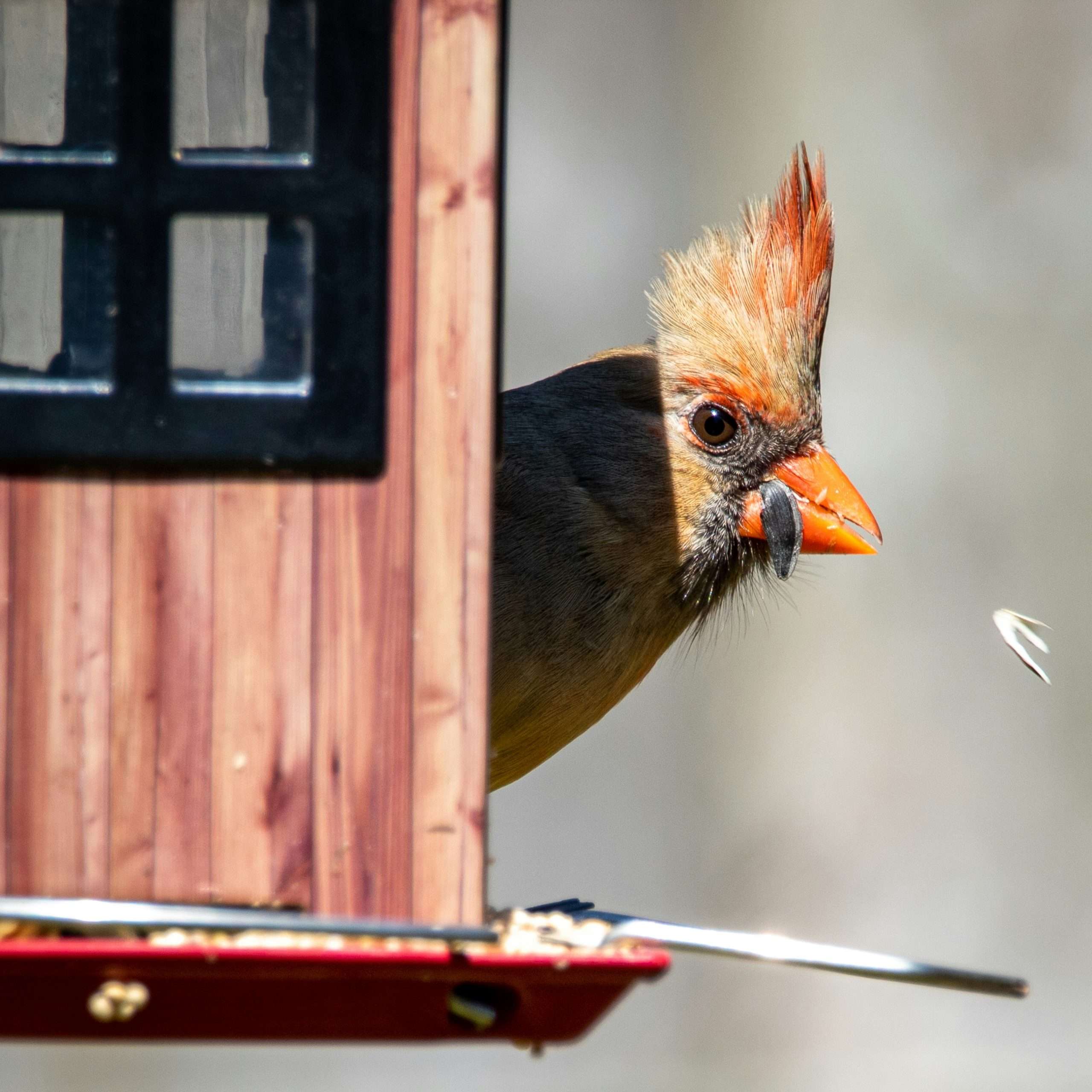 Northern Cardinal female peeking from behind a wooden house-style bird feeder with a seed in her orange bill and a soft gray background.