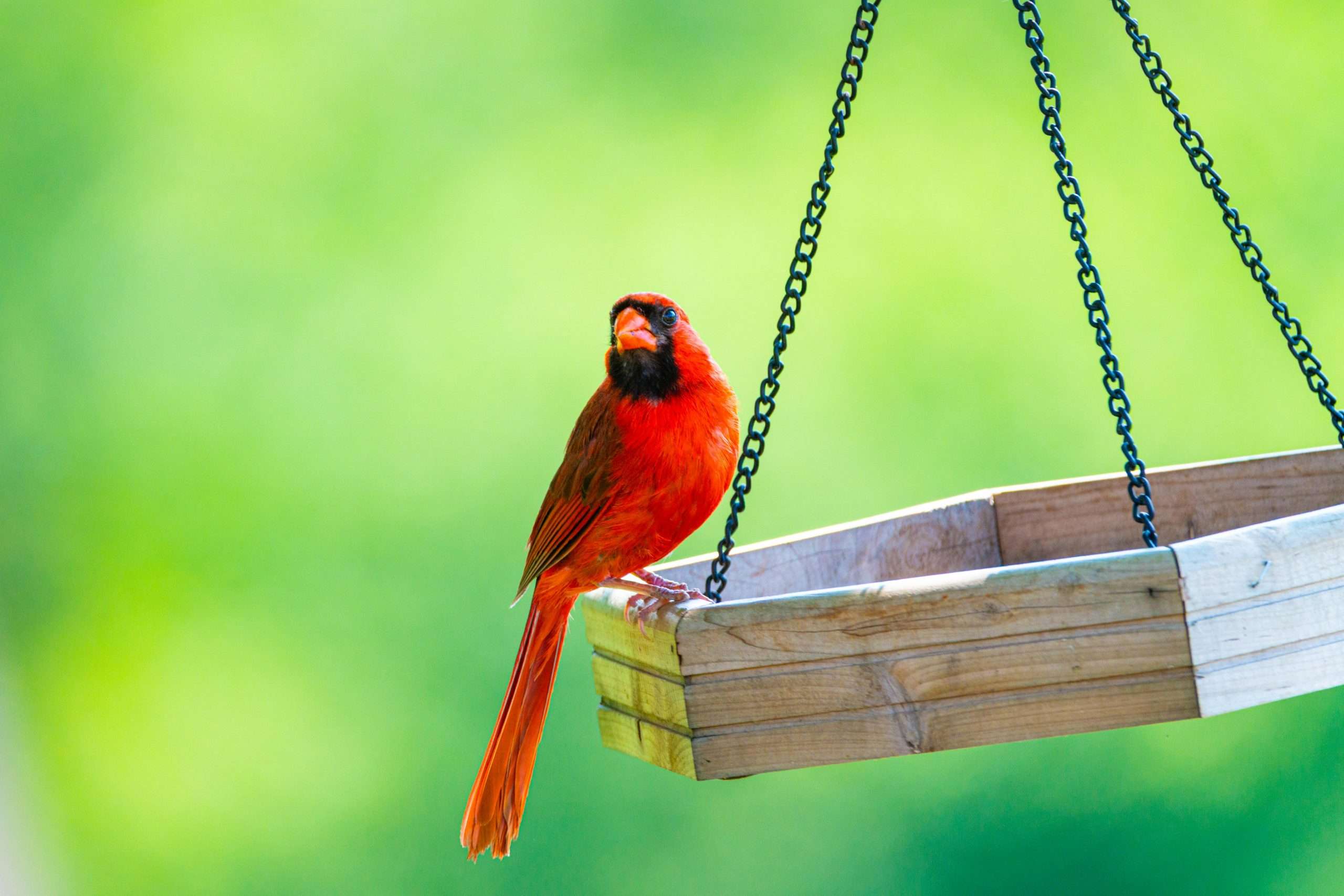 Male Northern Cardinal perched on the corner of a hanging wooden platform feeder, with black feeder chains and a soft green summer background.