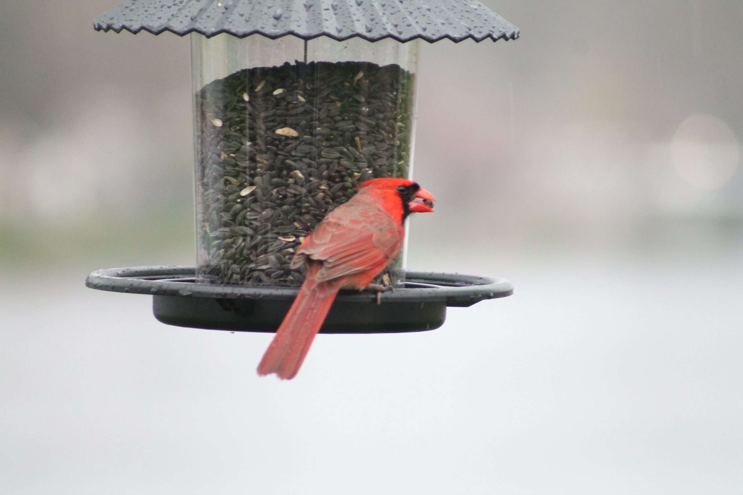 Male Northern Cardinal eating black oil sunflower seeds from a hopper feeder in light rain